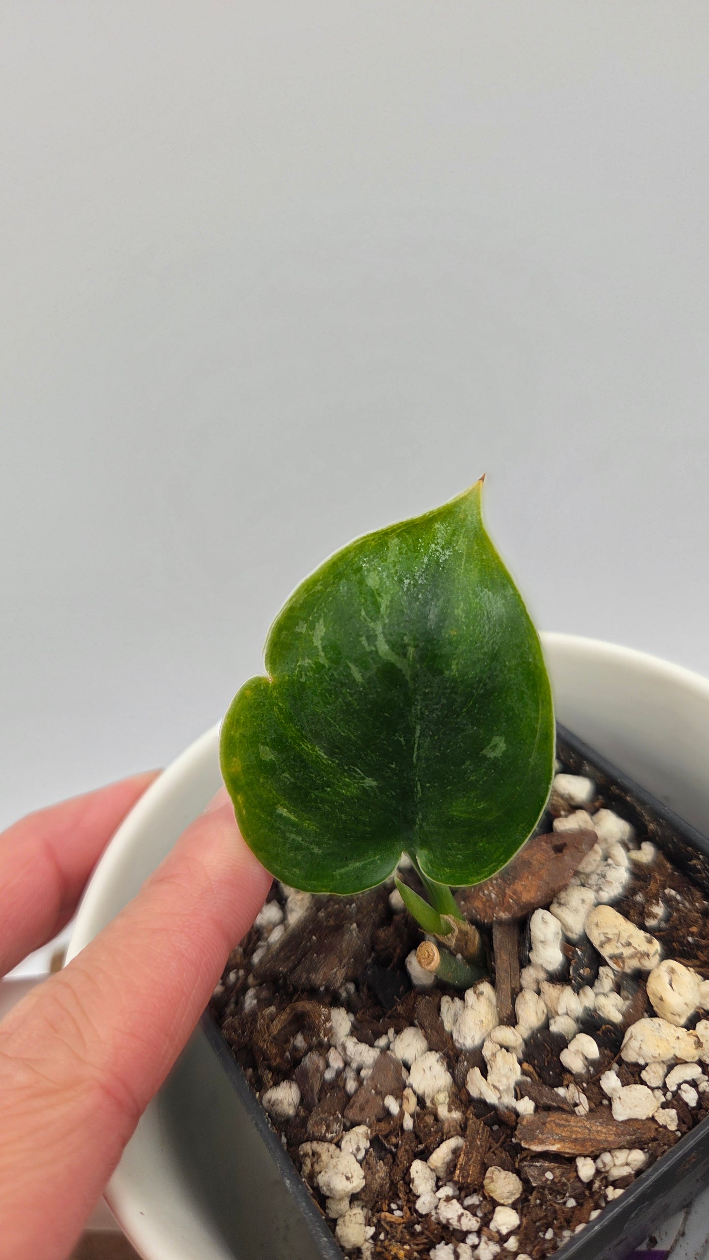 Scindapsus Exotica Sulawesi (SCI-1108)