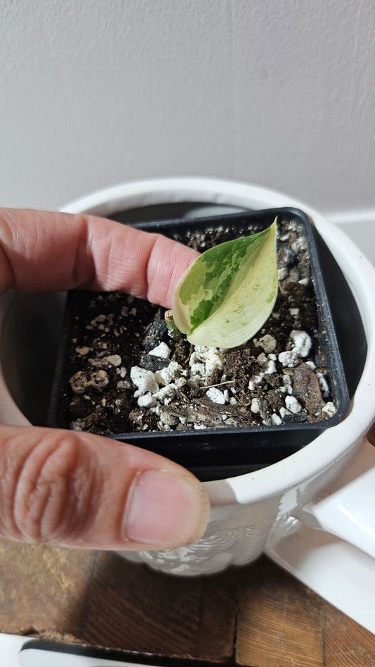 Scindapsus Salamount (SCI-665)