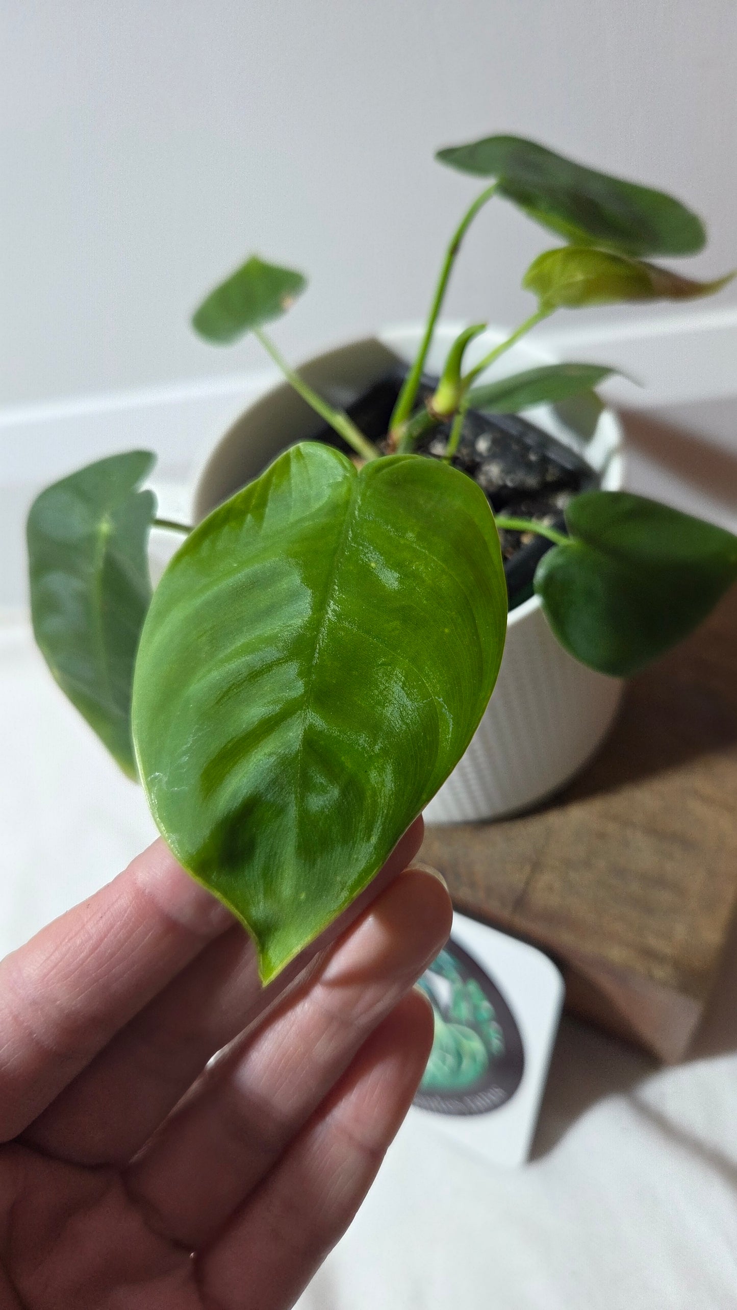 Philodendron Sharoniae (PHI-983)