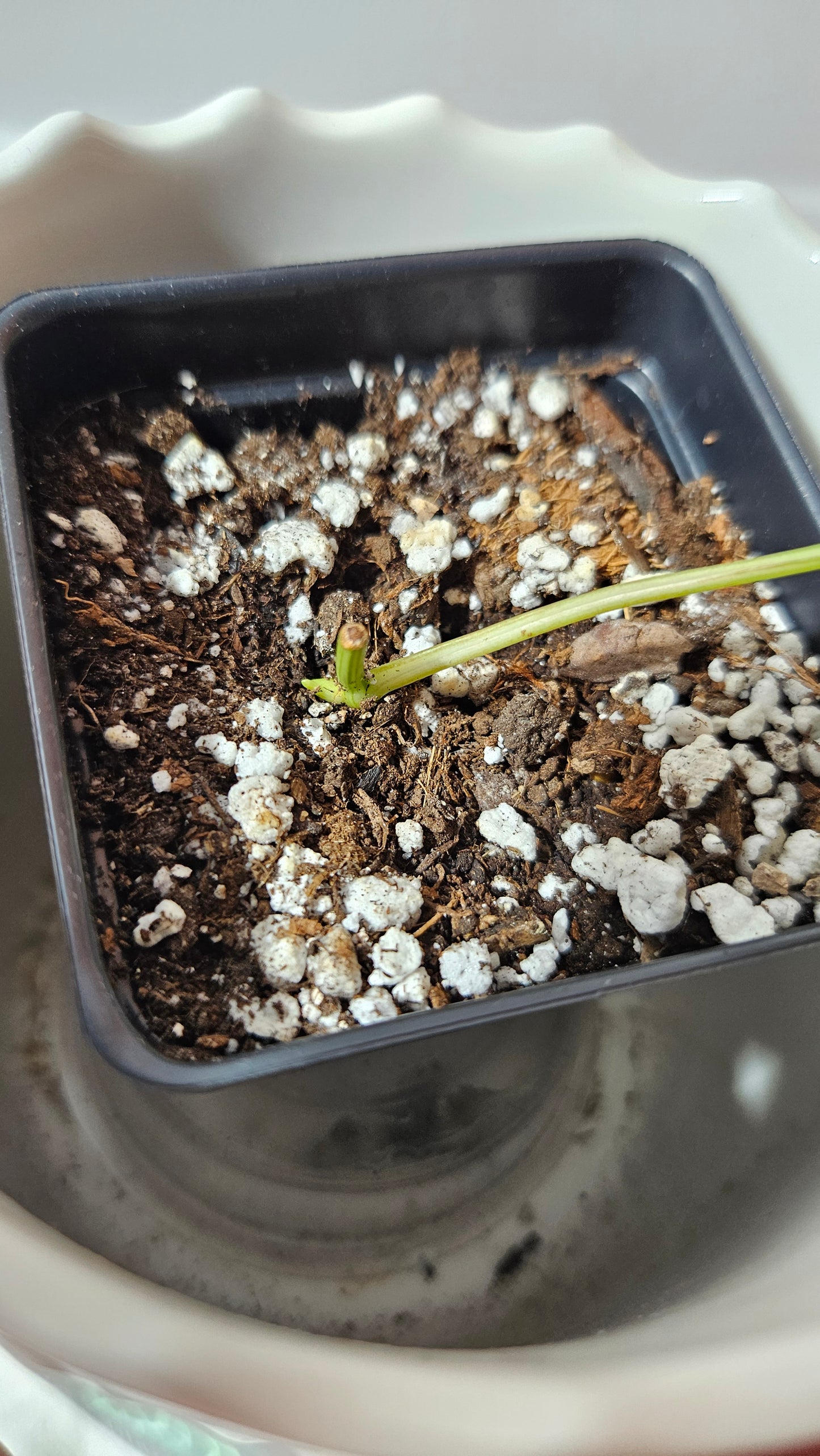 Philodendron Hederaceum Rio (PHI-802)