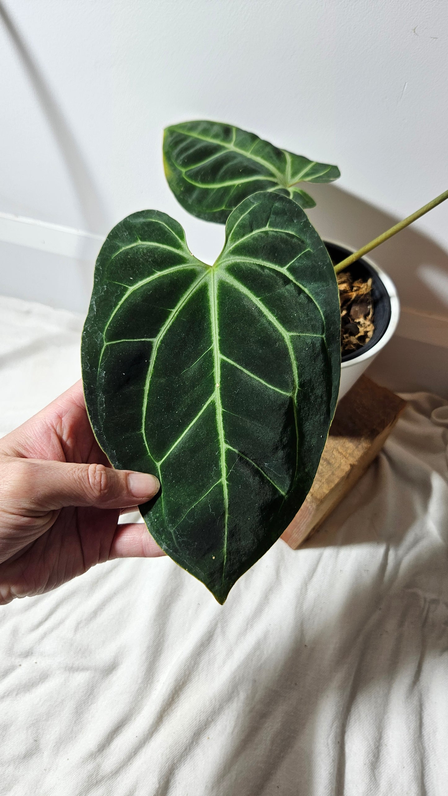 Anthurium Besseae Aff Super Round "Format MOYEN" (ANT-207)