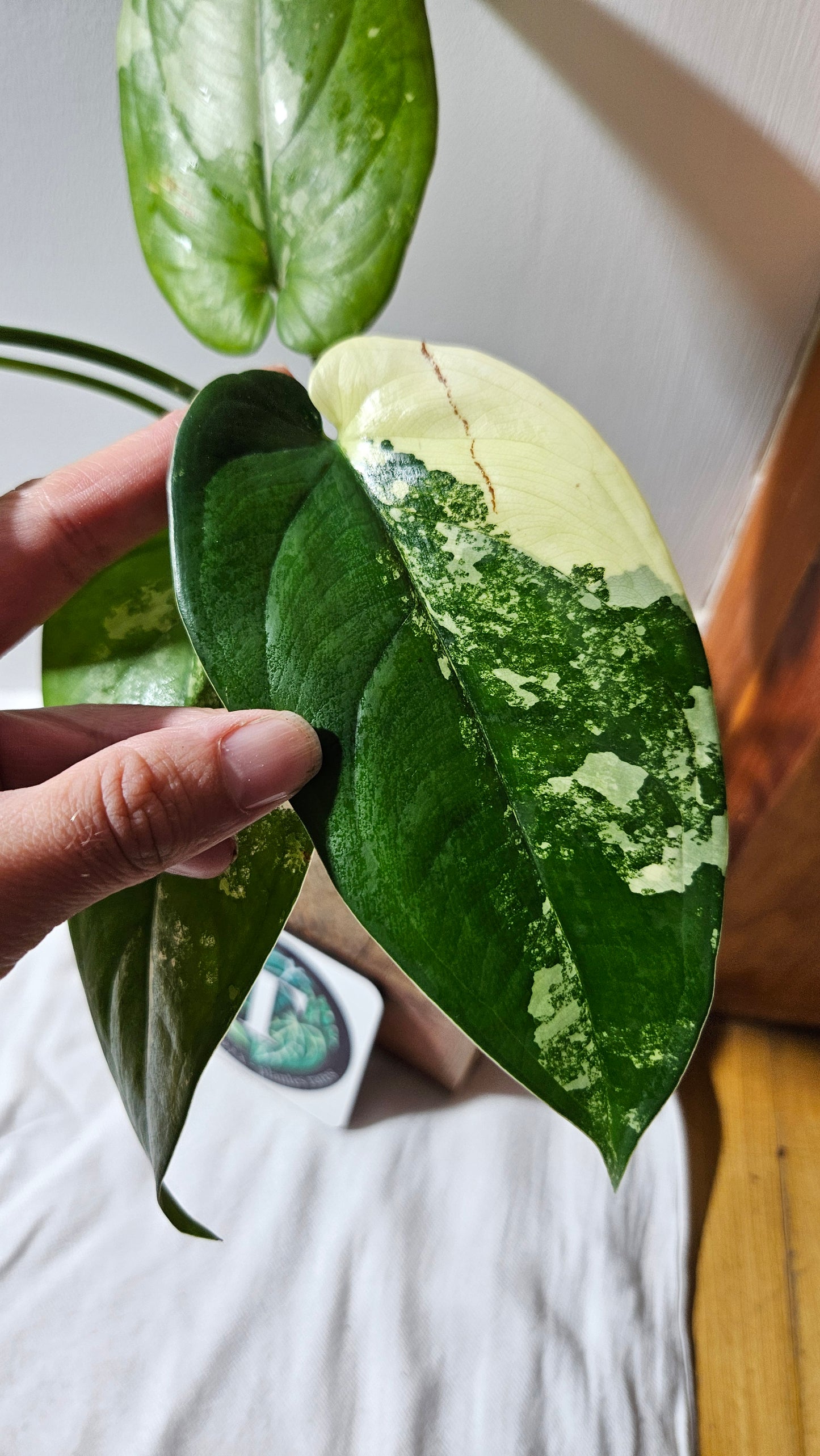 Syngonium Chiapense Albo (SYN-460)