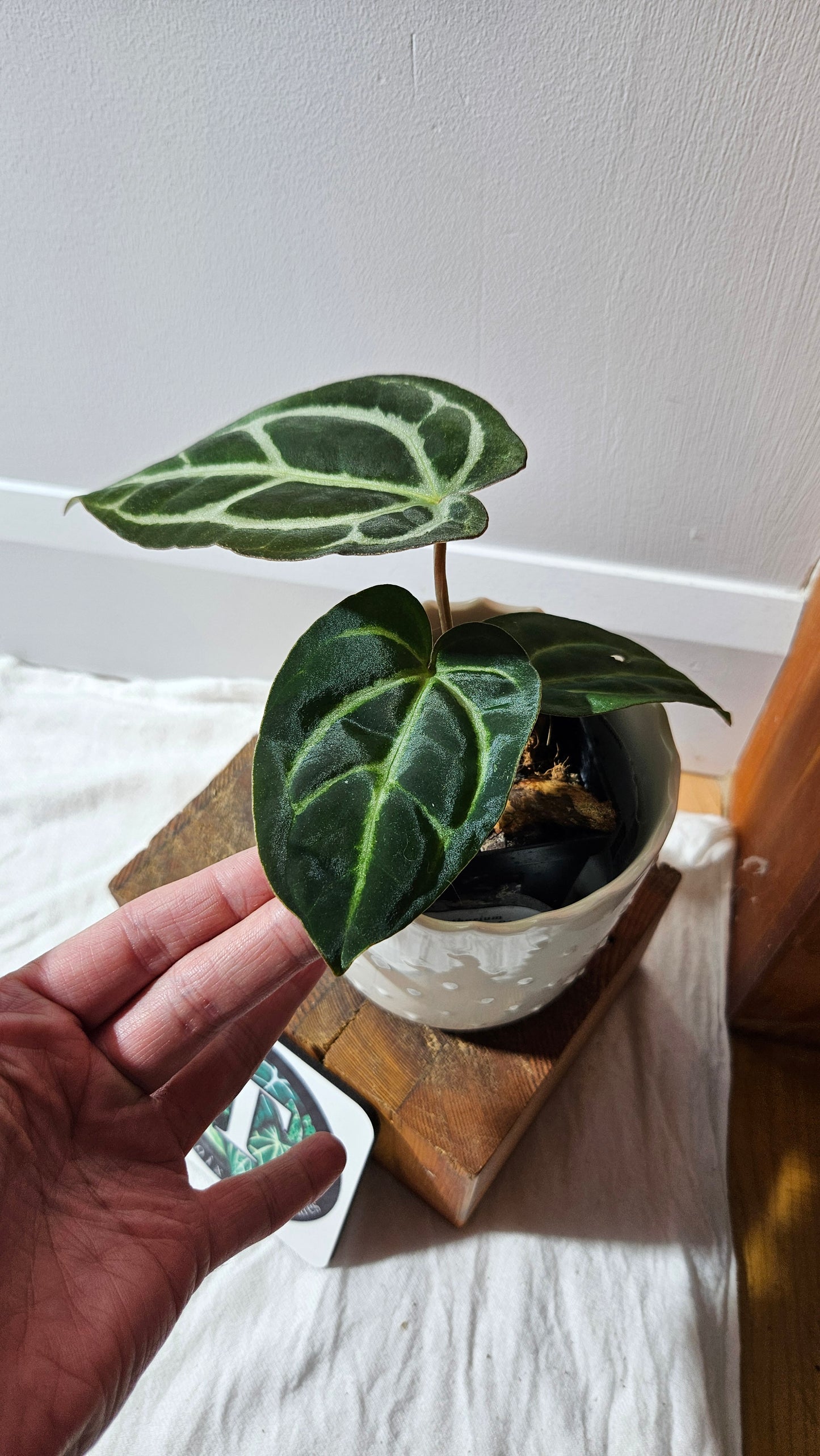 Anthurium  Carlablackiae (d'équateur) "format MOYEN" (ANT-610)