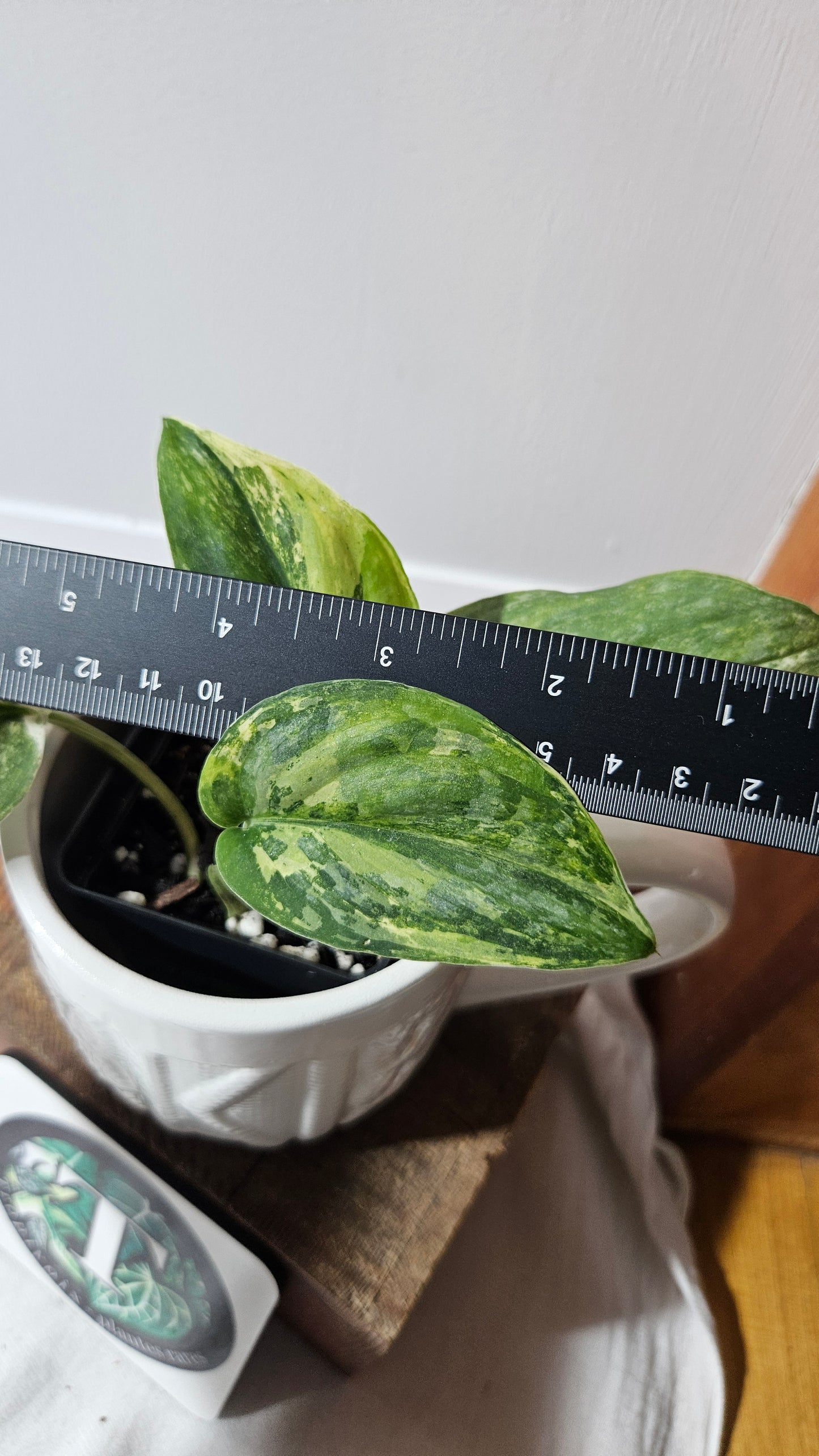 Scindapsus Silver Splash Tricolore (SCI-1288)