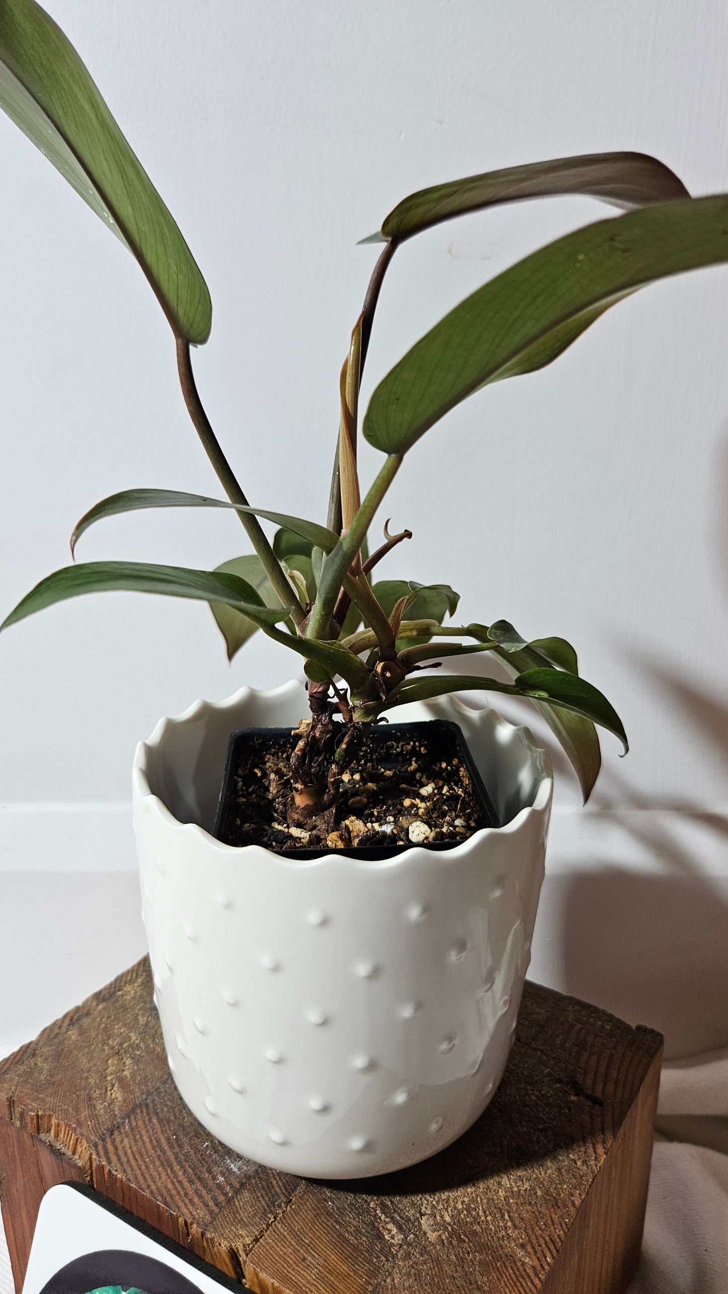 Philodendron Florida Bronze (PHI-434)