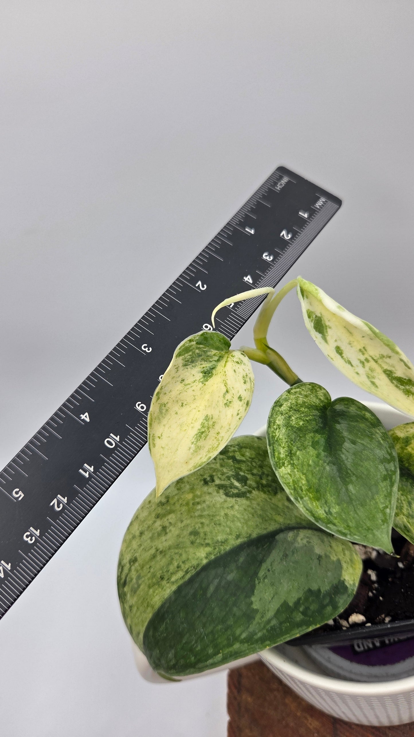 Scindapsus Silver Splash Kiara (SCI-1192)