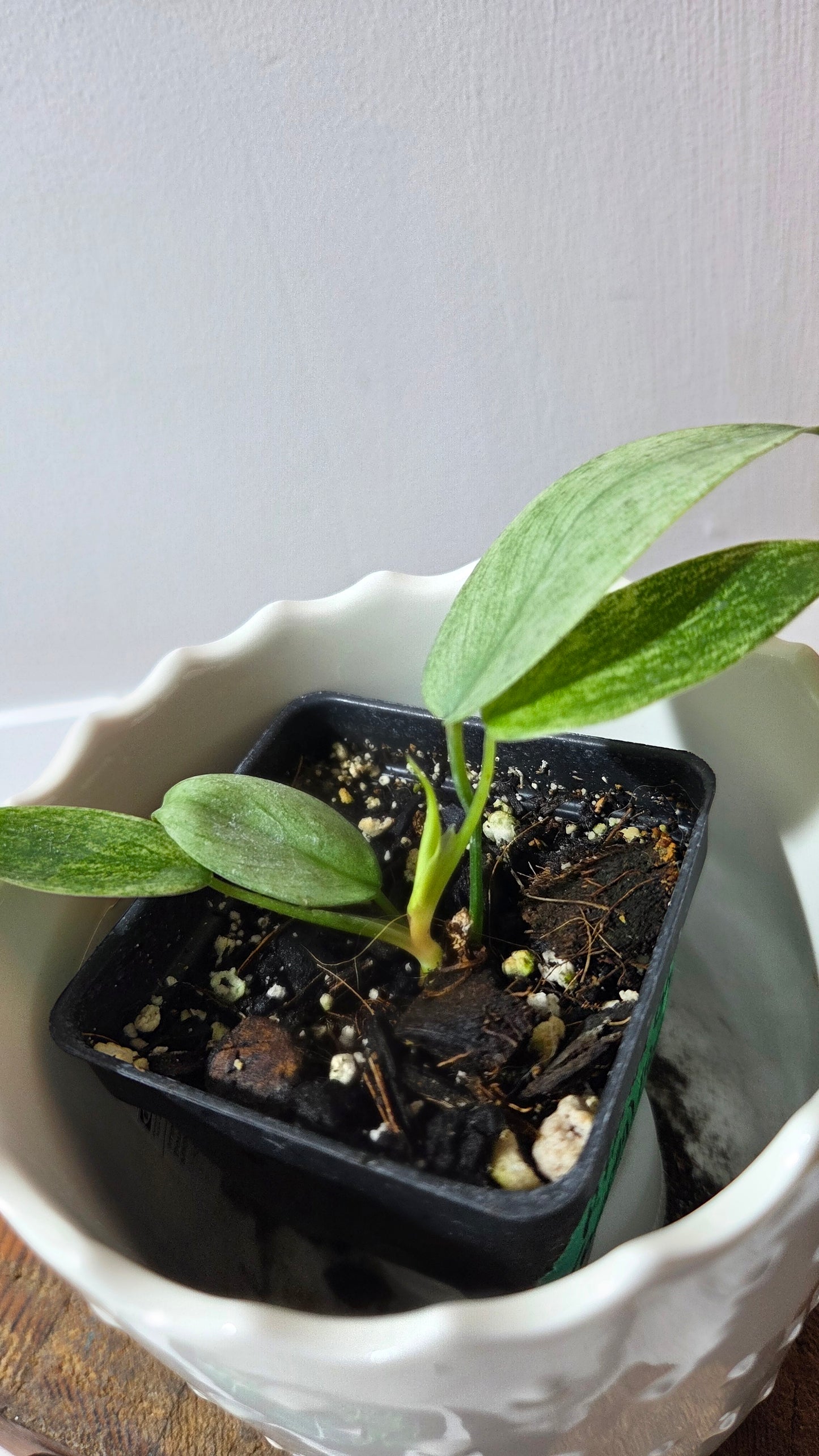 Philodendron Florida Ghost (PHI-622)