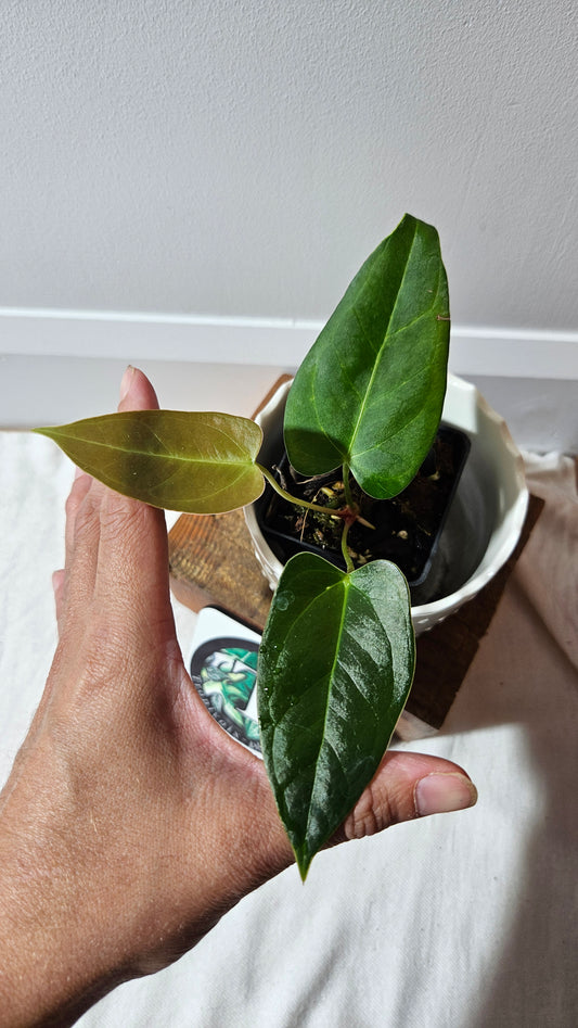 Anthurium Moira Velvet "format PETIT" (ANT-501)