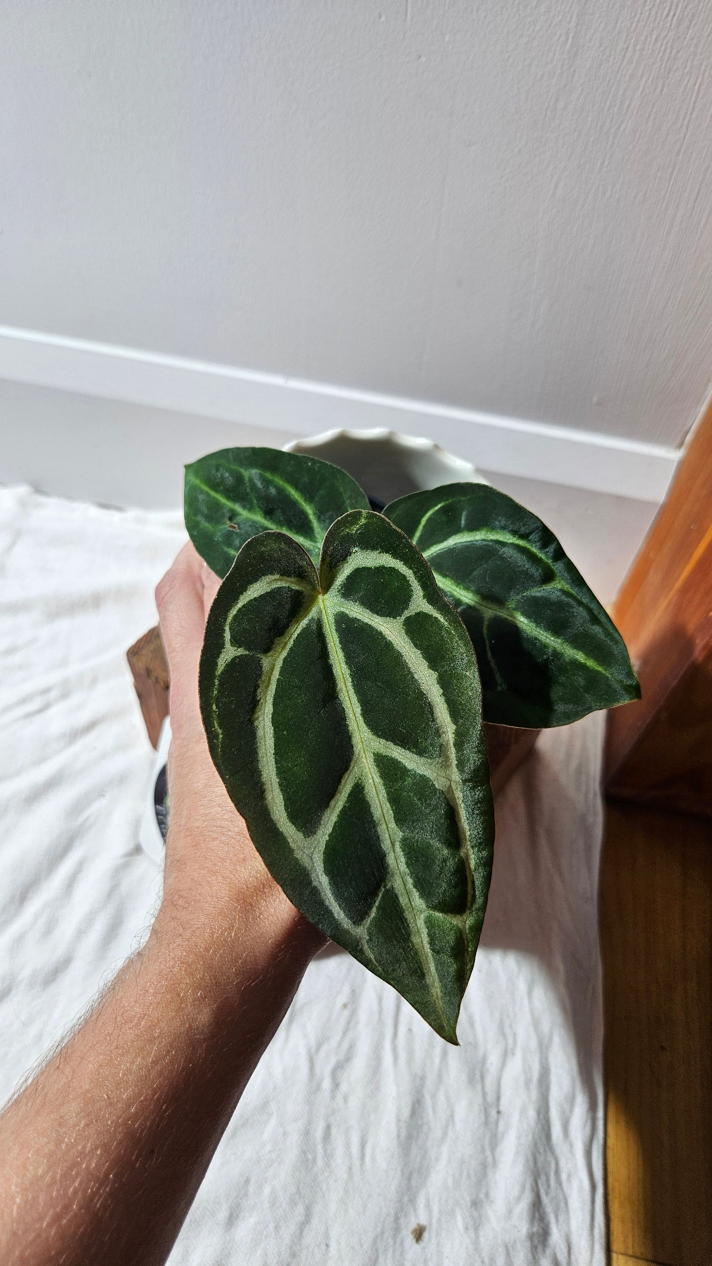 Anthurium  Carlablackiae (d'équateur) "format MOYEN" (ANT-610)