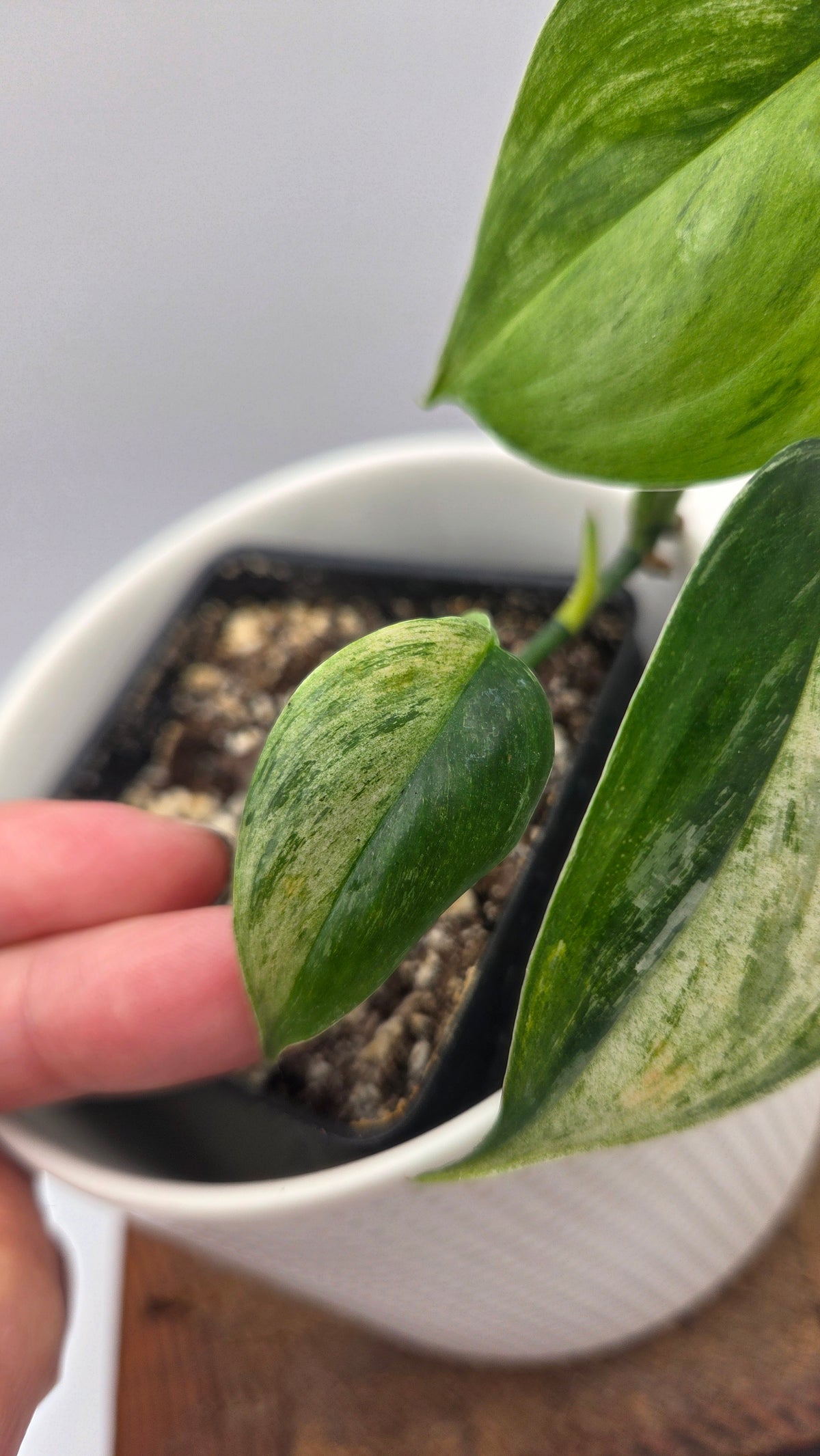 Scindapsus Blue Salaka Tricolore (SCI-807)