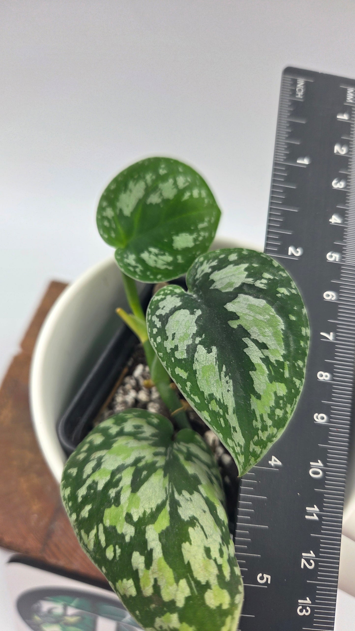 Scindapsus Tricolor Dark Form (SCI-1484)
