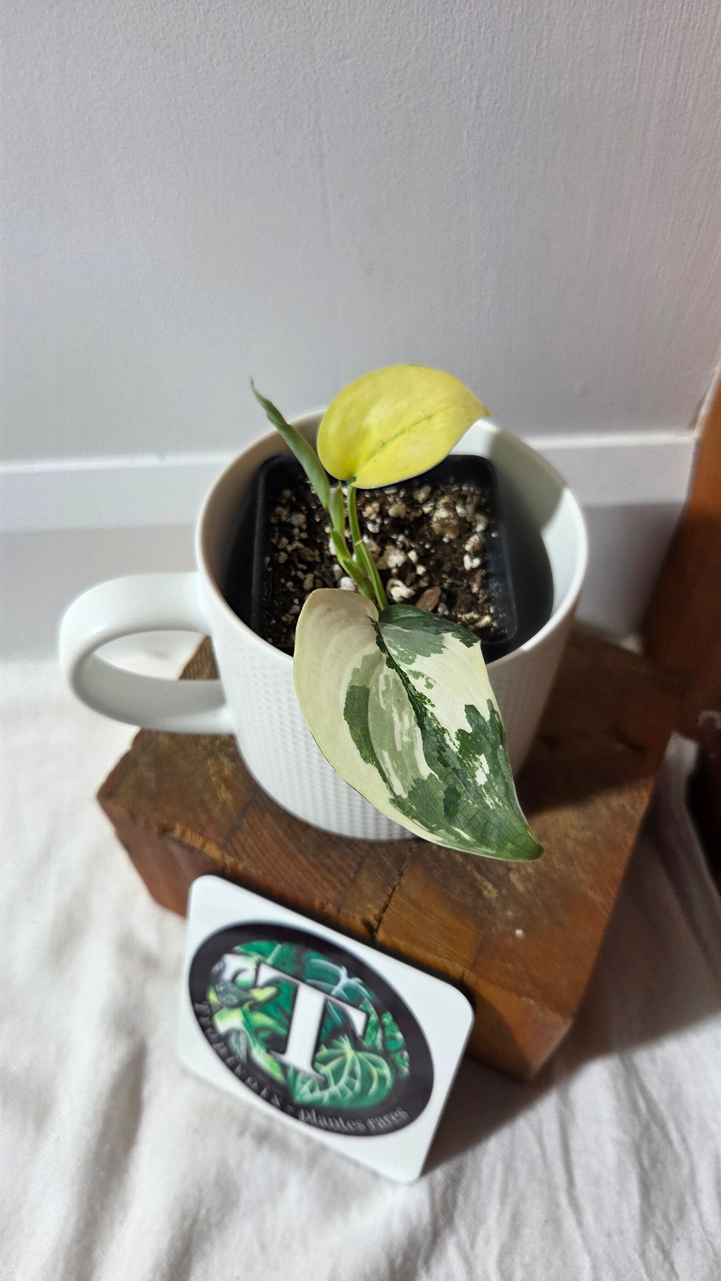 Scindapsus Silver Tattoo Variegata (SCI-1360)