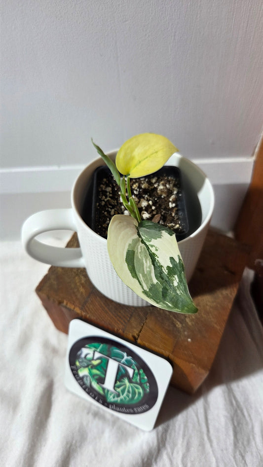 Scindapsus Silver Tattoo Variegata (SCI-1360)