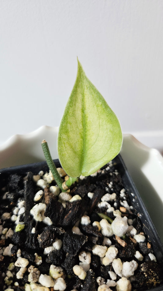 Scindapsus Sparkling Bornéo (SCI-1056)