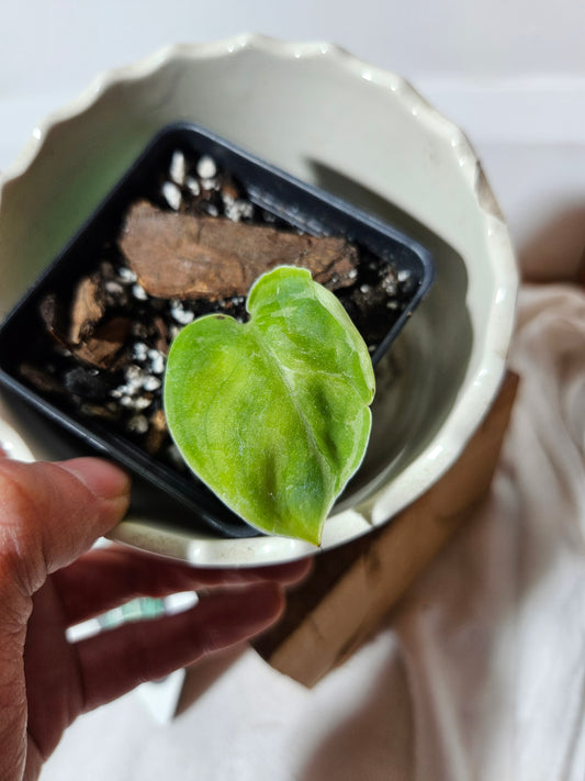 Scindapsus Exotica Sulawesi Variegata(SCI-443)