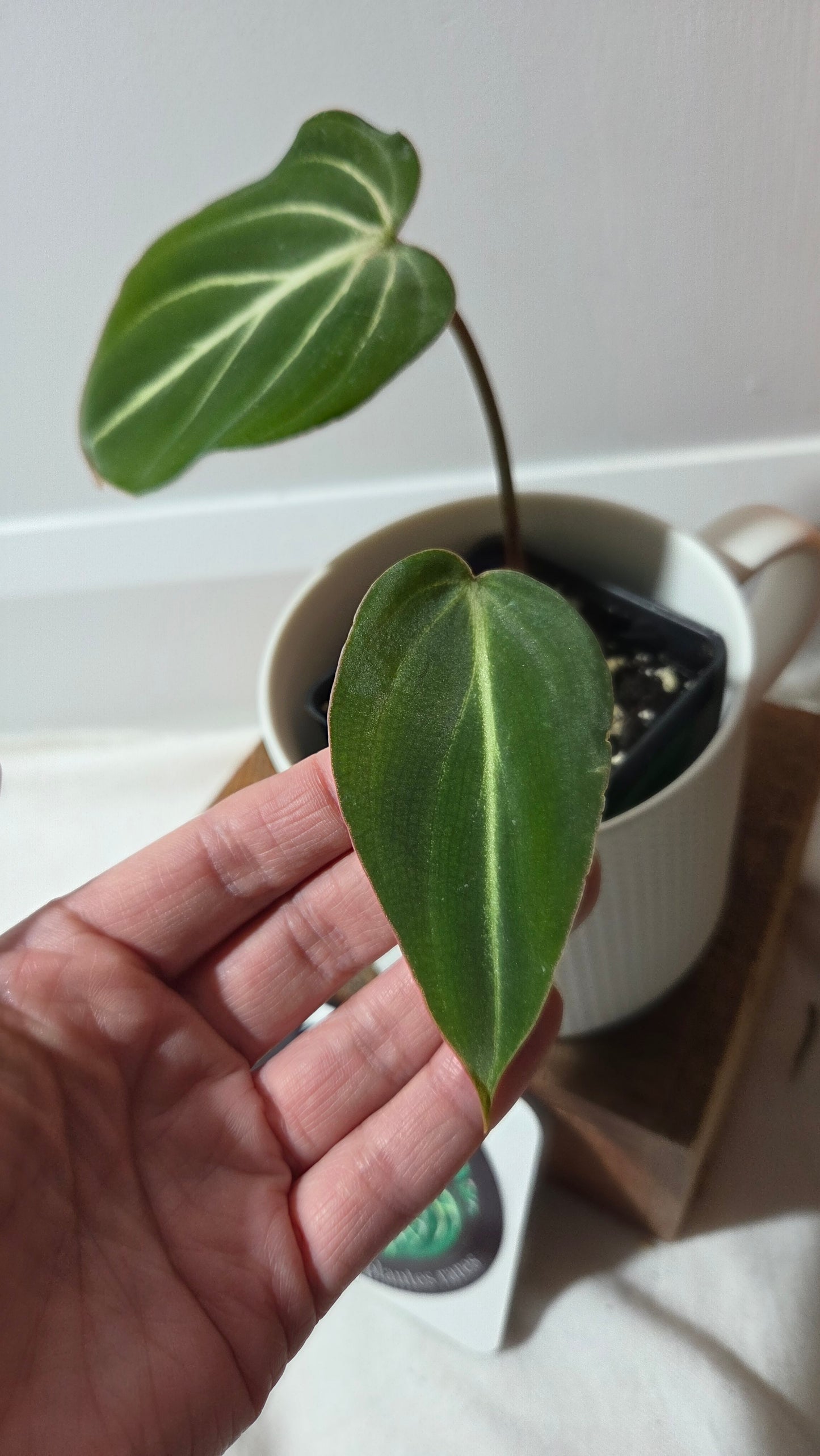 Philodendron Gloriosum Pink (PHI-998)