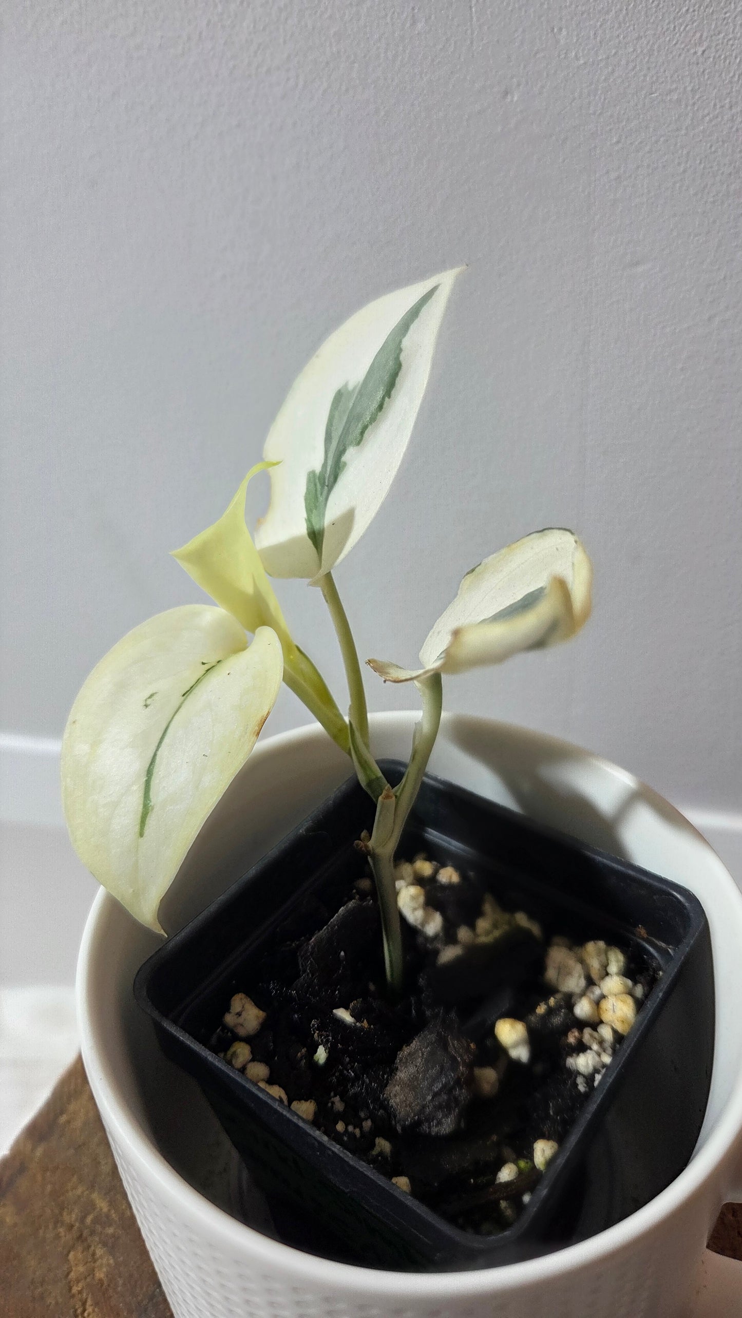 Scindapsus Simbara Mutation (SCI-1386)