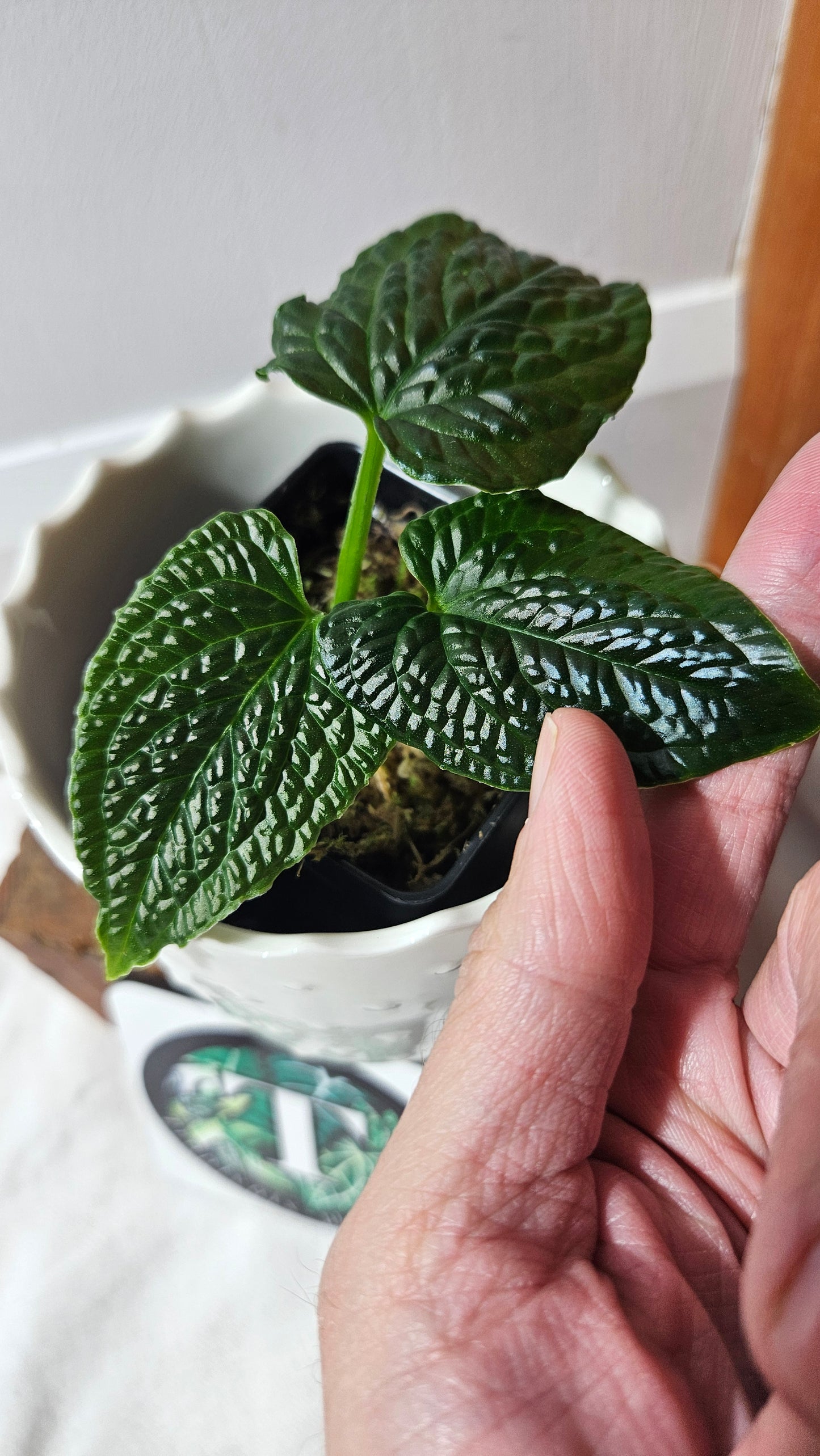 Anthurium Splendidum "format PETIT" (ANT-628)