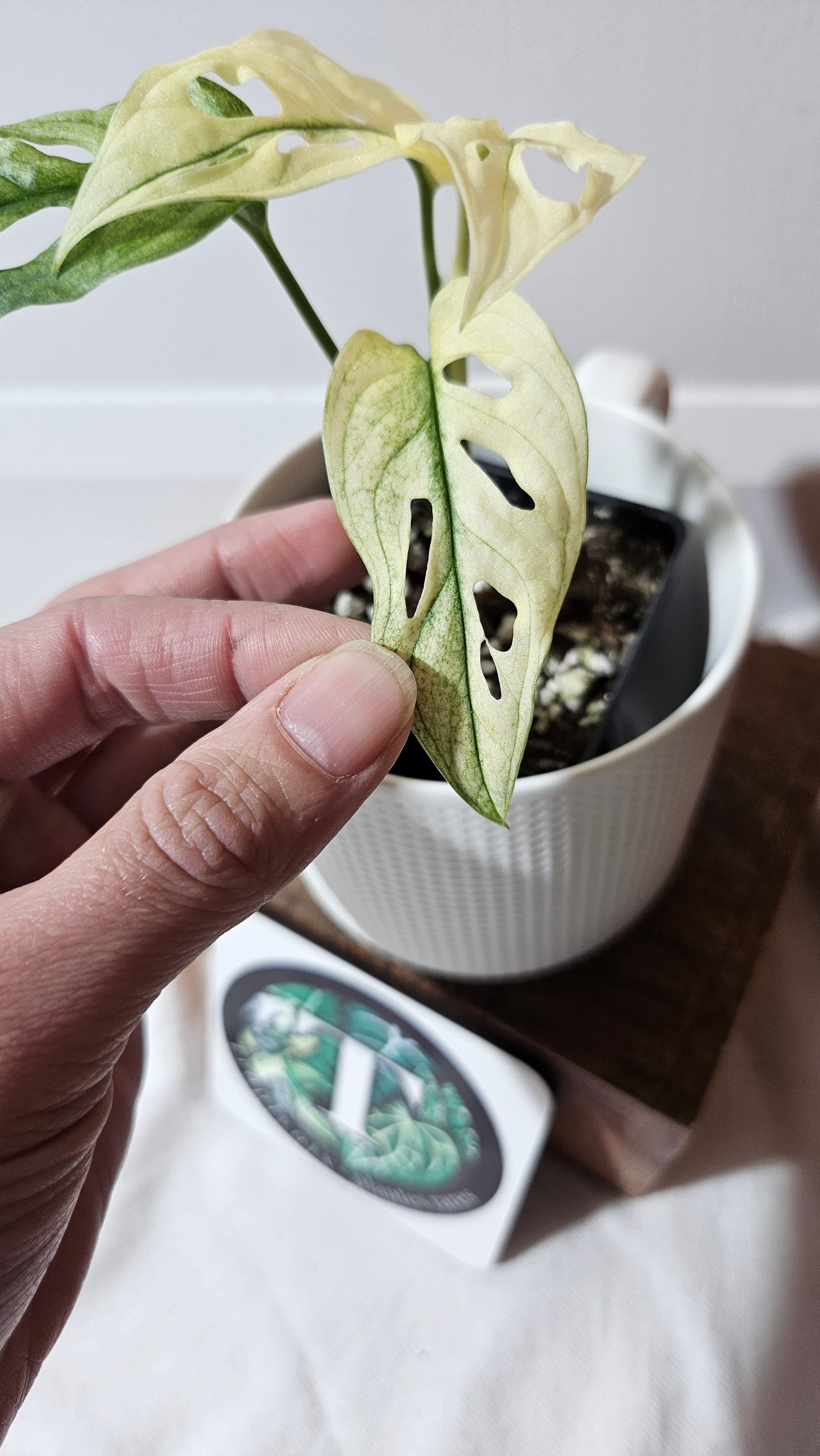 Monstera Andasonii Archipelago Ghost (MON-417)