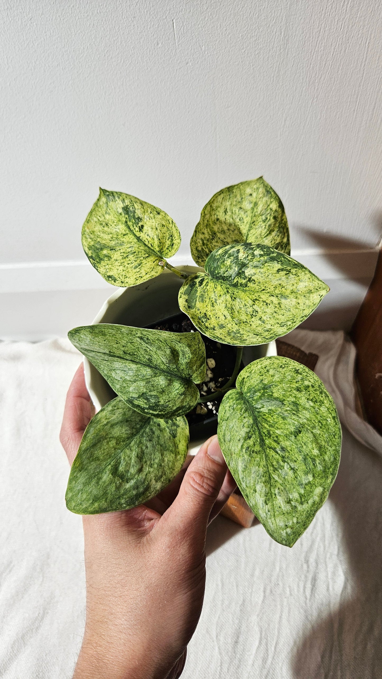 Scindapsus Silver Splash Variegata (SCI-996)