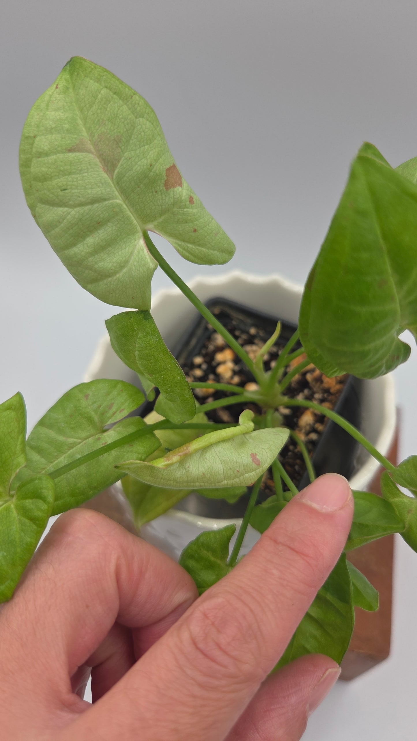 Syngonium Milk Confetti (SYN-500)
