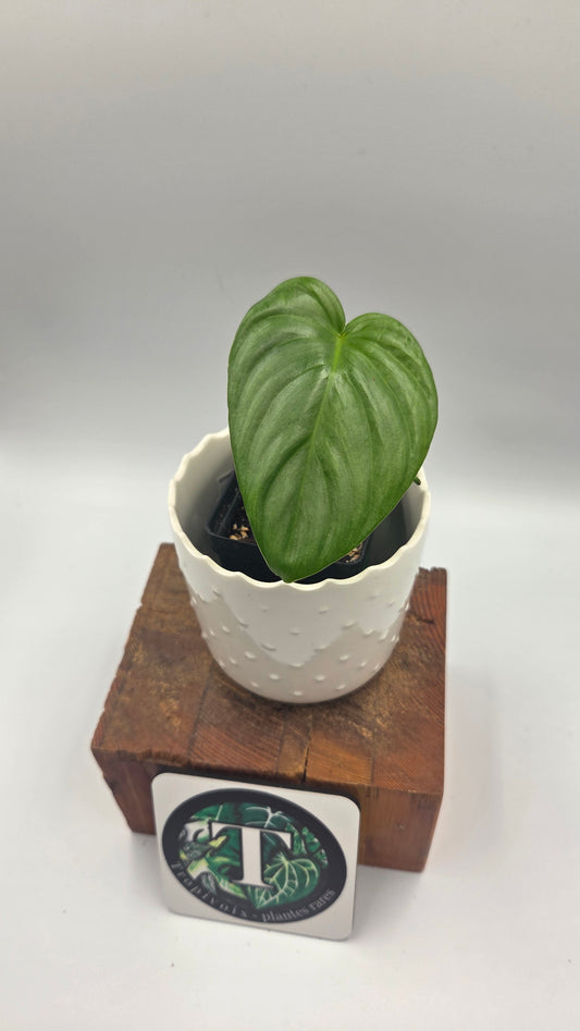 Philodendron Pastazanum Platinum (PHI-827)