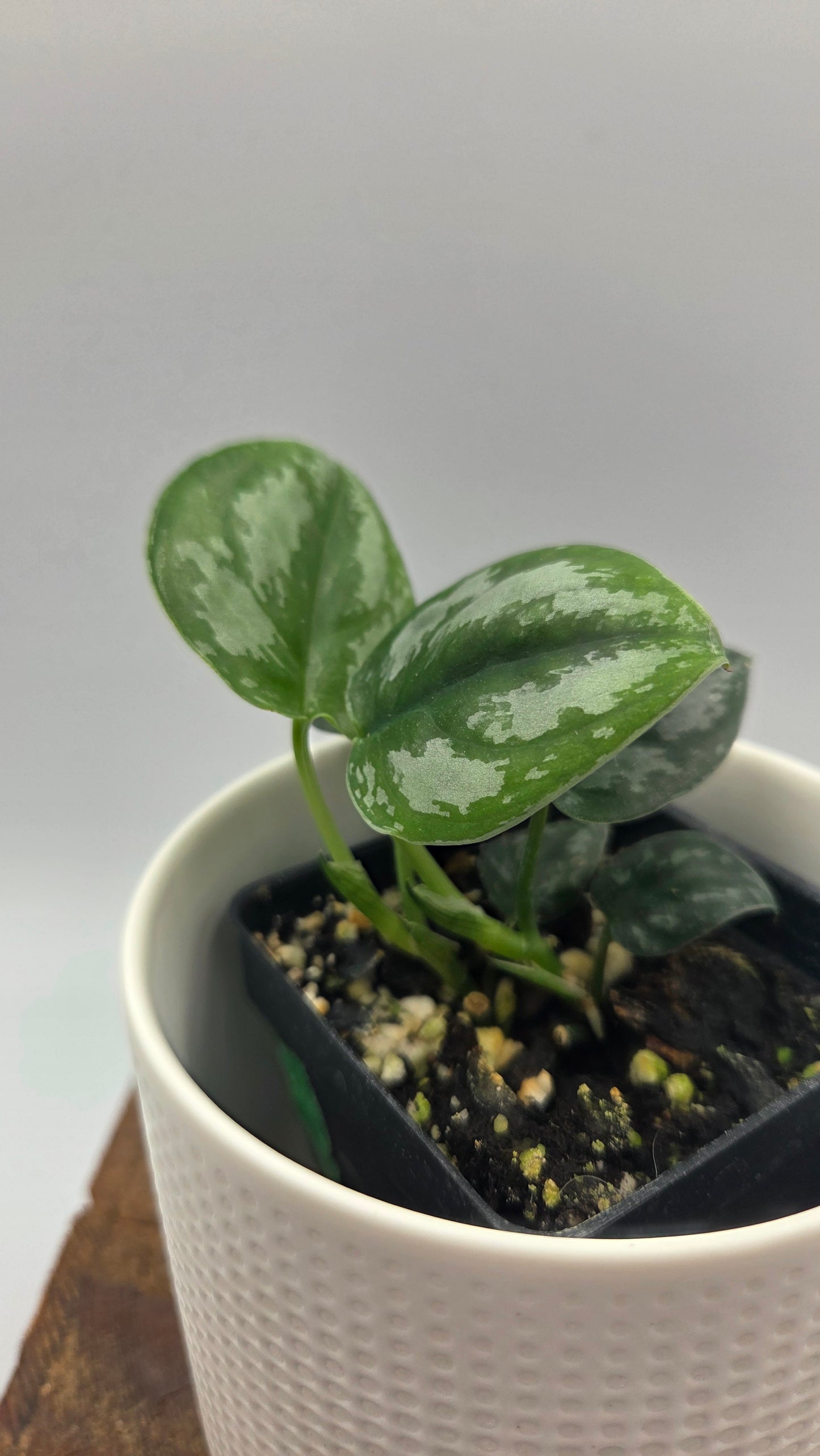 Scindapsus Dark Tricolore (SCI-1041)