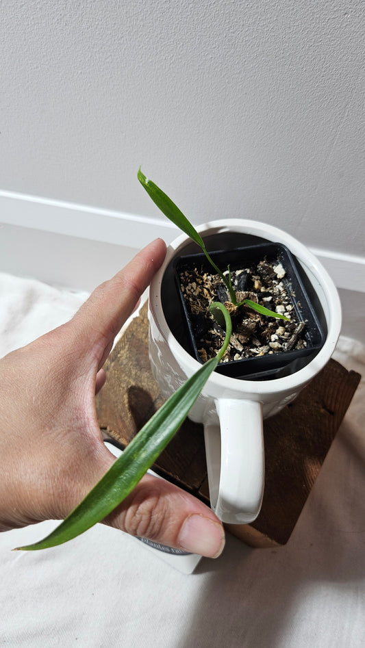 Philodendron Holtonianum Super Narrow (PHI-648)