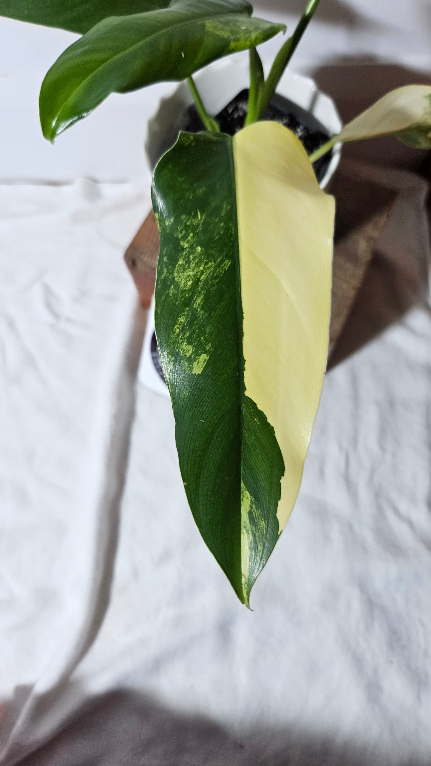 Philodendron Domesticum Variegata (PHI-665)