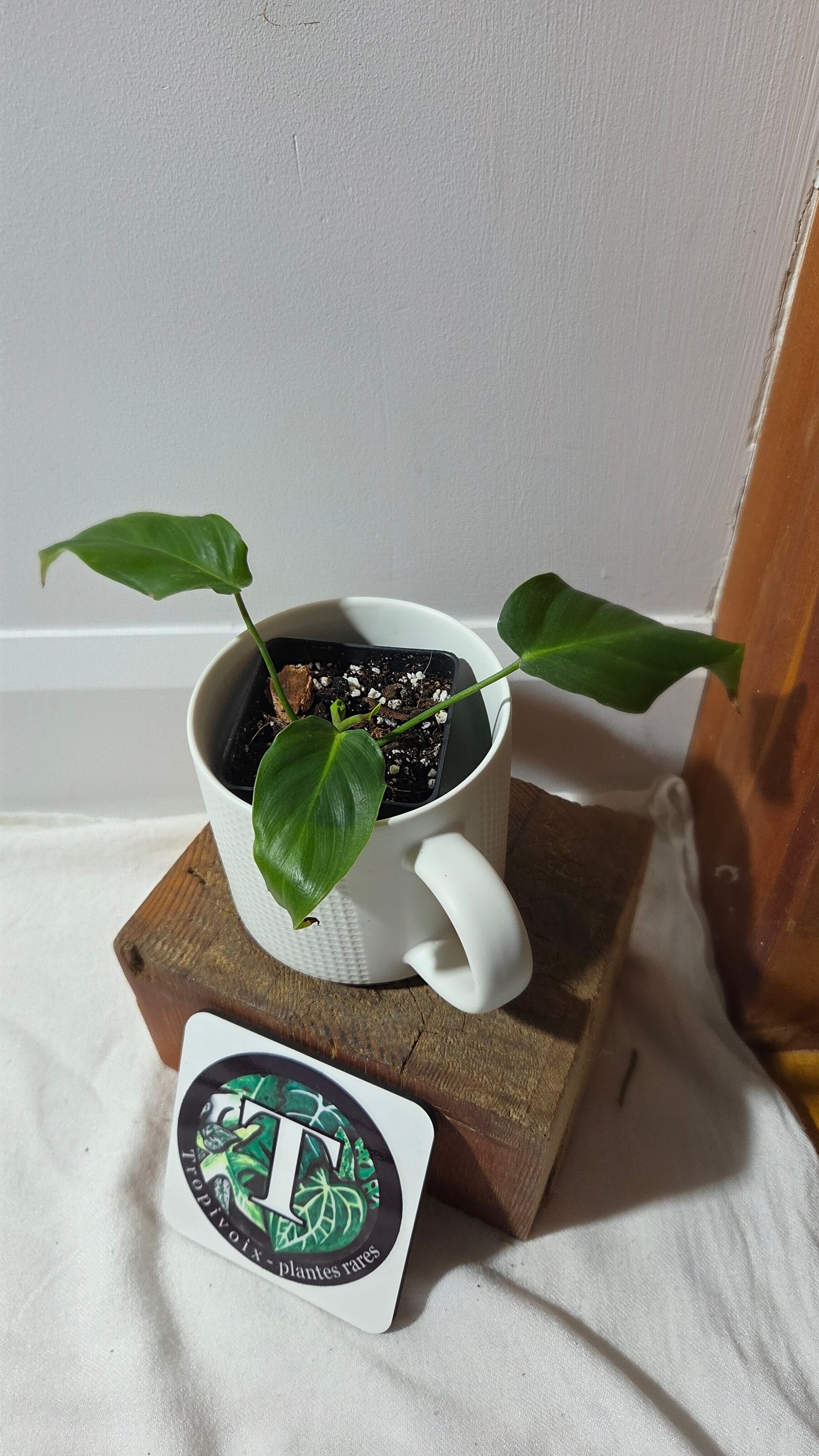 Philodendron Green Sky (PHI-987)