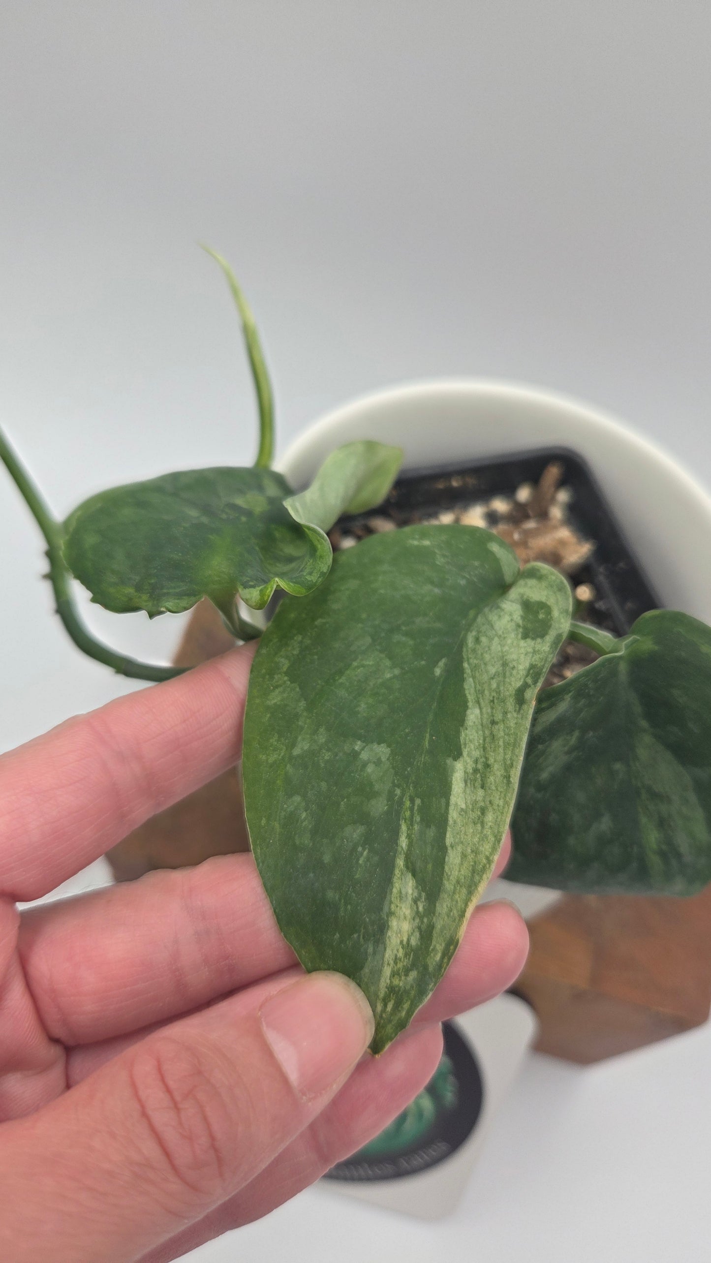 Scindapsus Dark Splash Variegata (SCI-758)