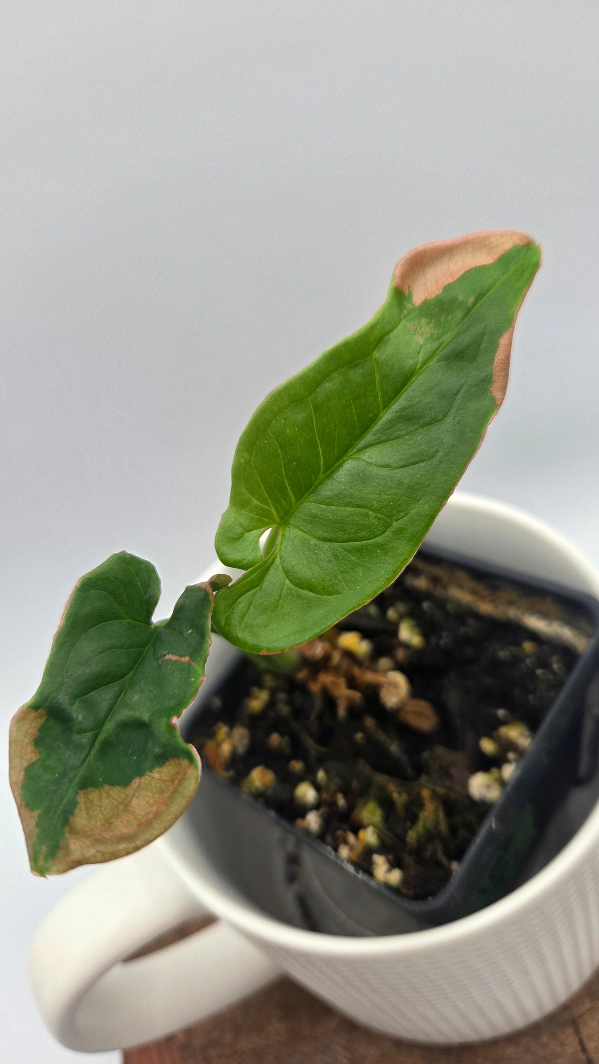 Syngonium Pink Lava (SYN-242)