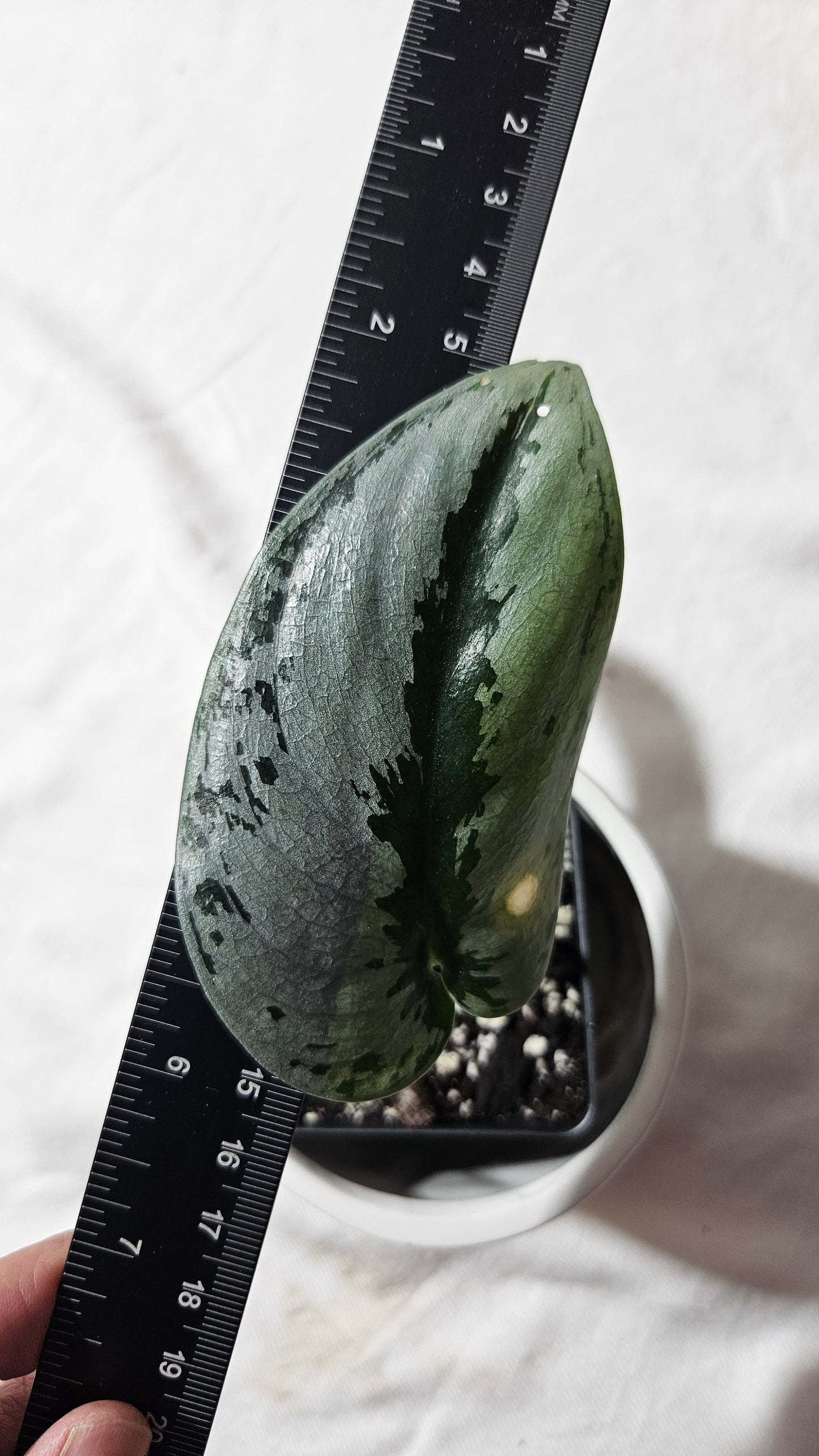 Scindapsus Sparkling Silver (SCI-1125)