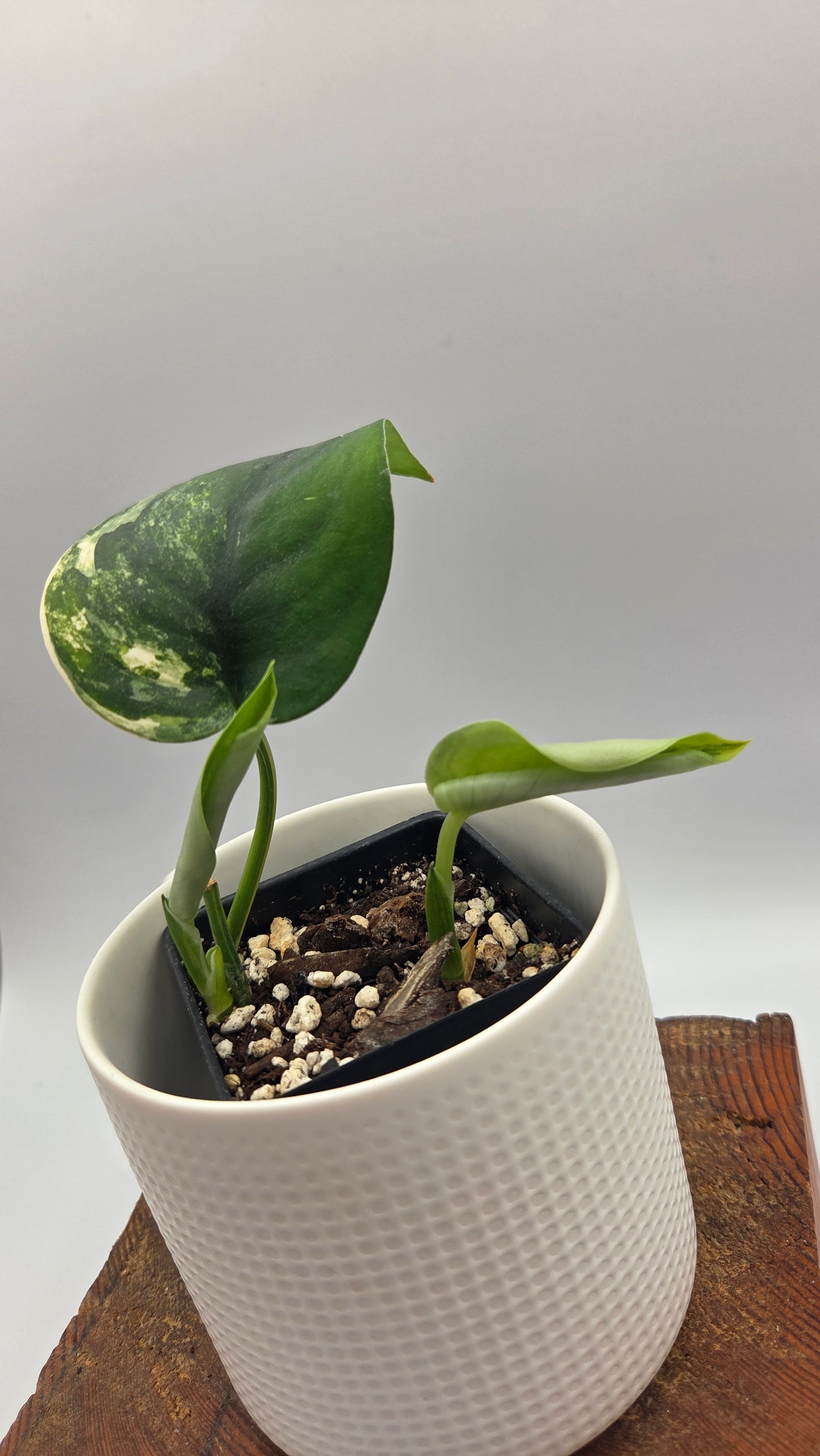 Scindapsus Jade Satin Aurea (SCI-1479)