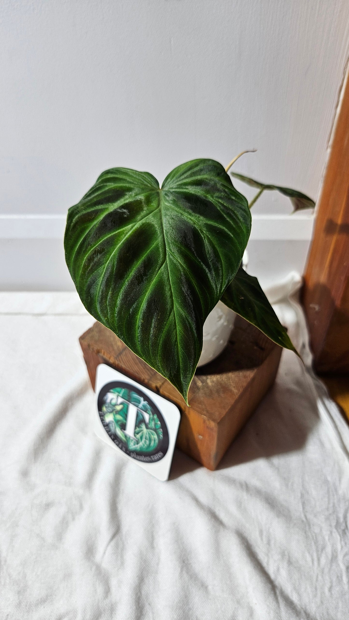 Philodendron Verrucosum Glow (PHI-809)