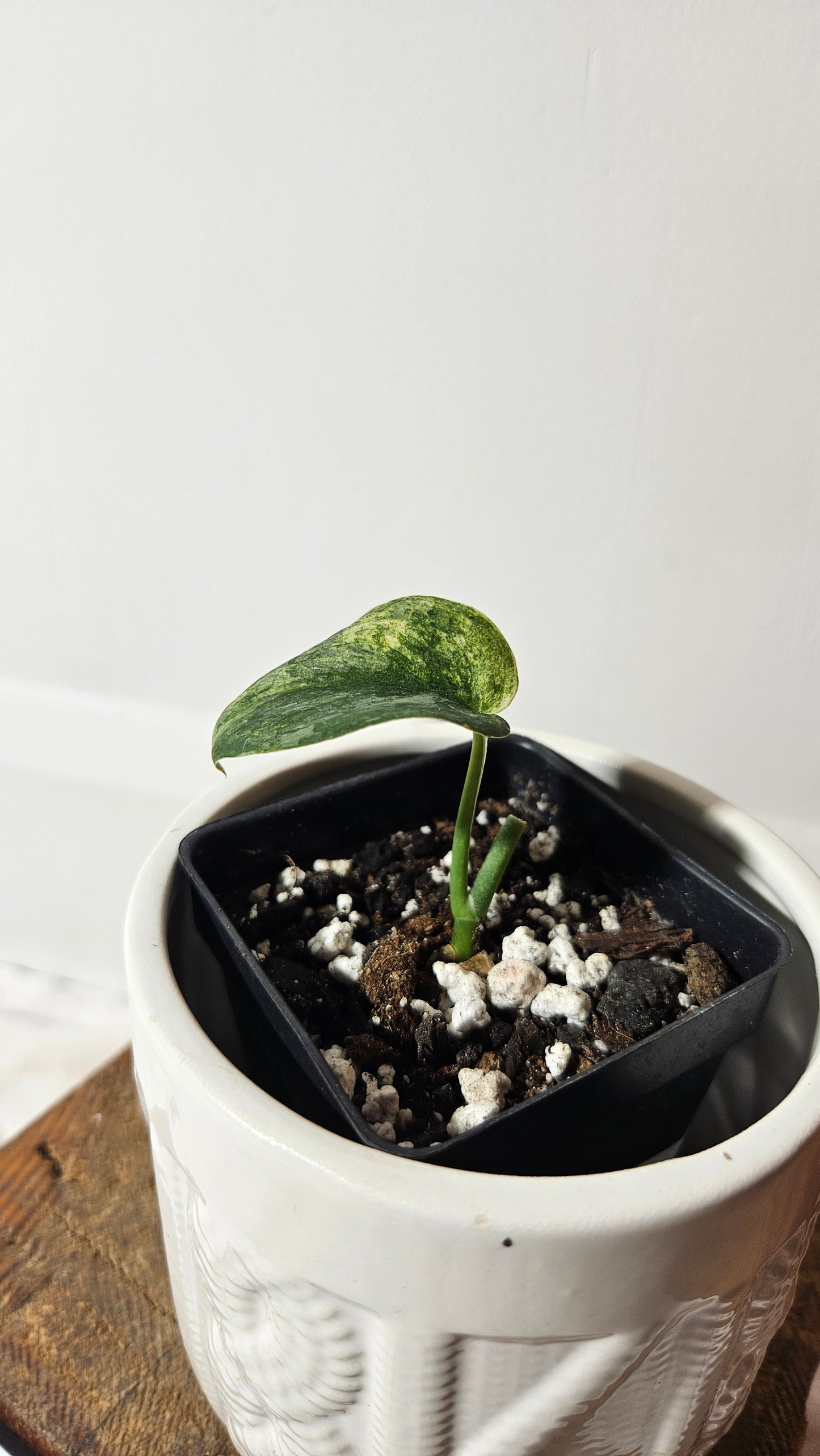 Scindapsus Silver Splash Variegata (SCI-567)