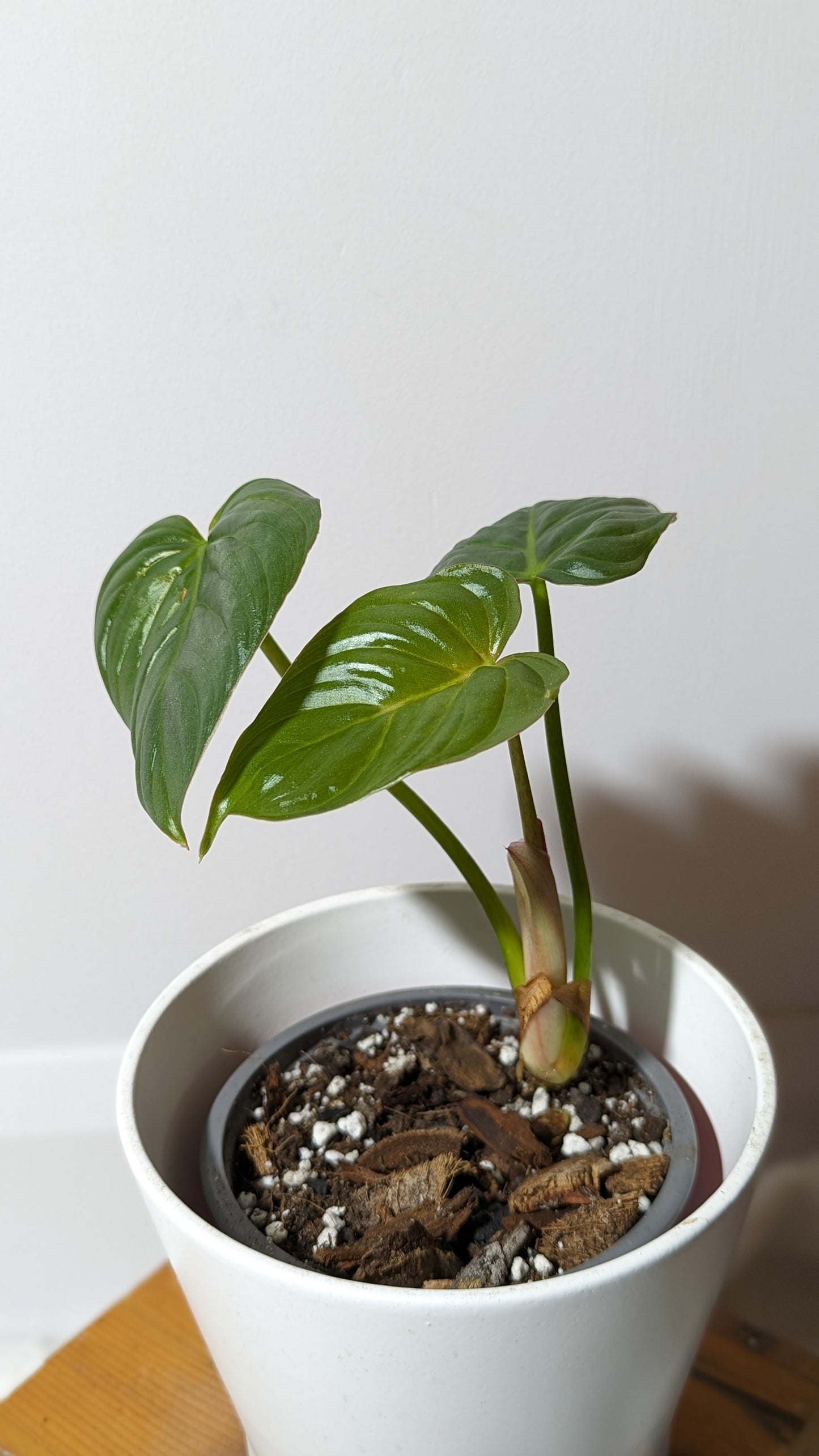 Philodendron Aff Colombia (PHI-343)