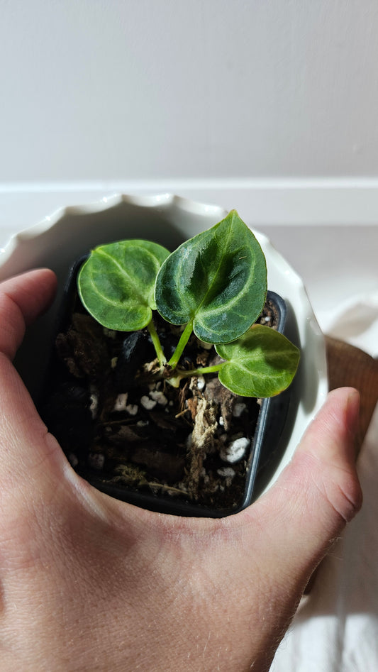 Anthurium Dorayaki Silver "format SEEDLING"( ANT-573)