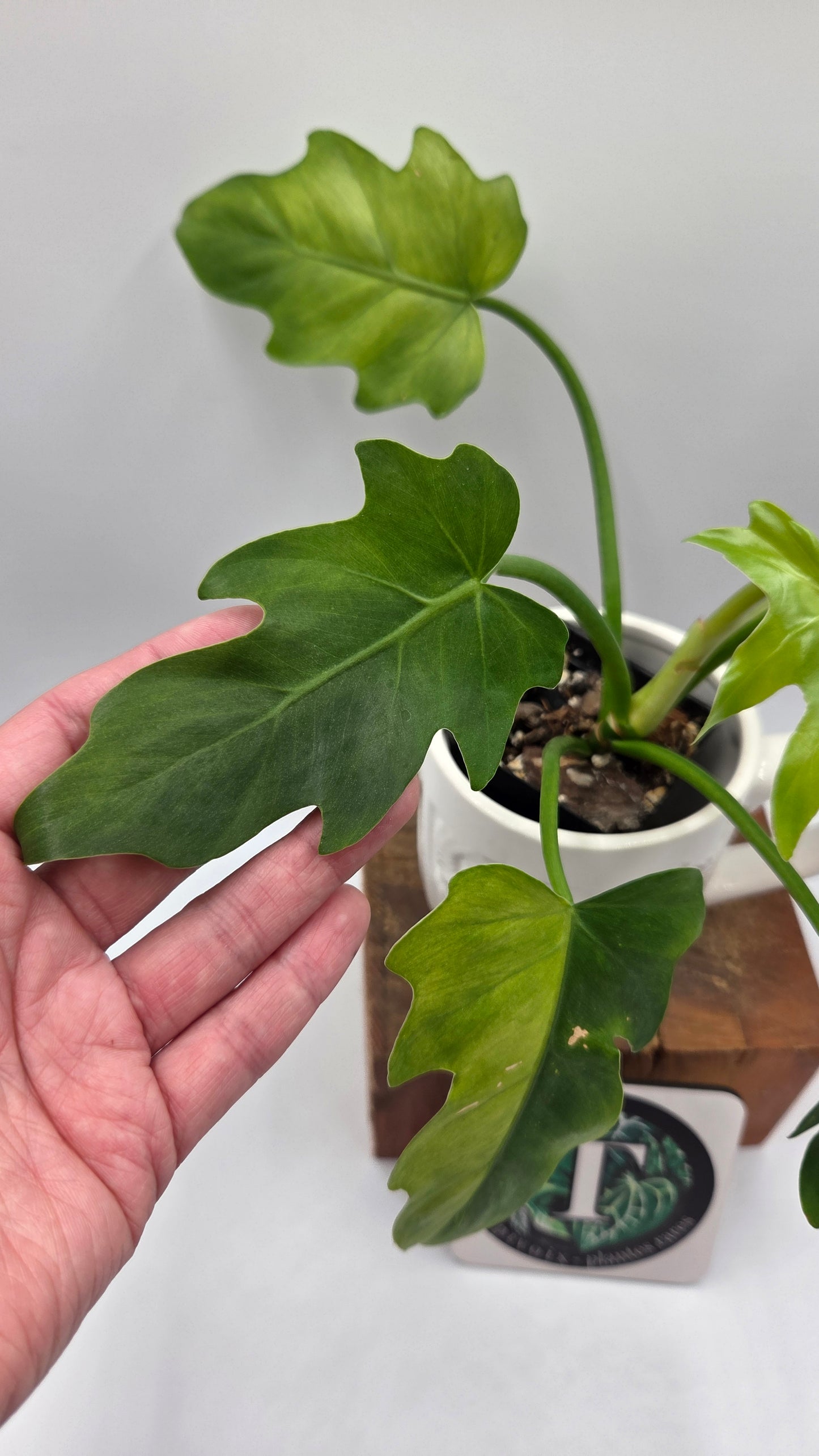 Philodendron Radiatum Variegata (PHI-1020)