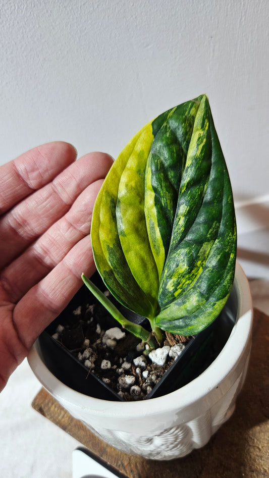 Monstera Karstenianum/Peru Variegata (MON-467)