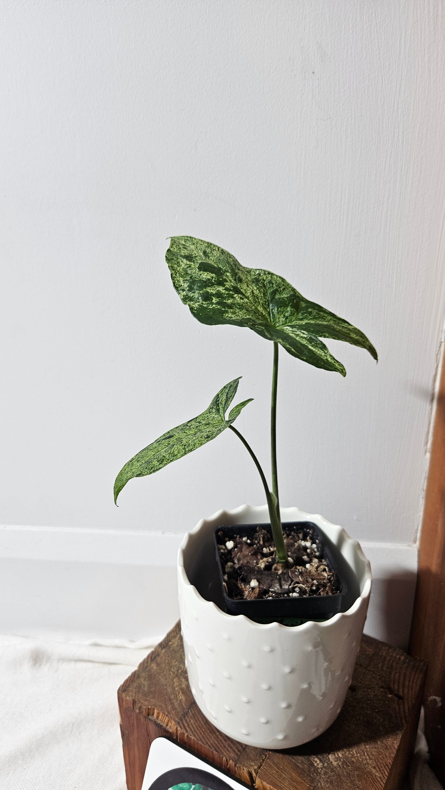 Syngonium Mojito (SYN-259)