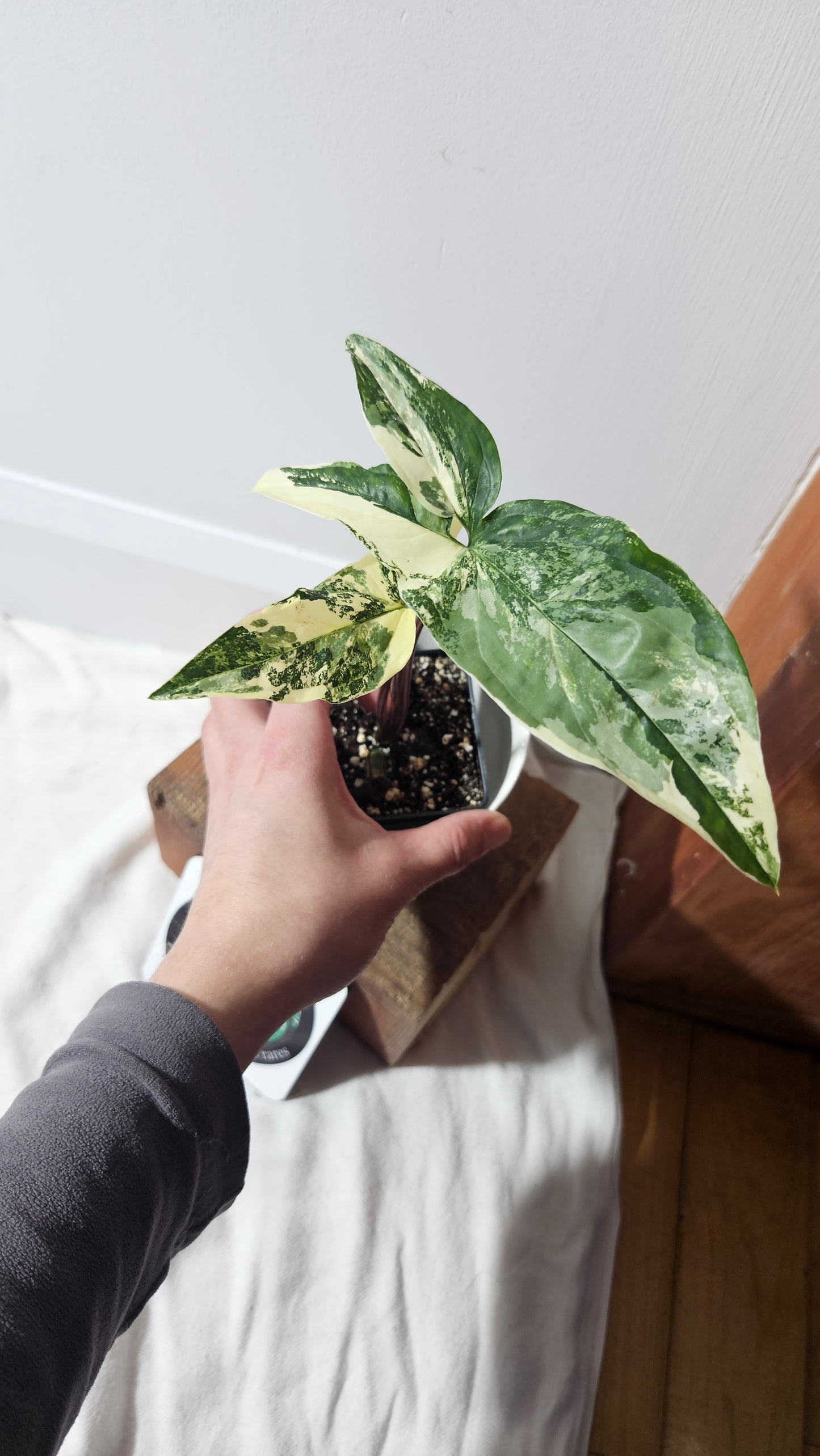 Syngonium Albo (SYN-397)