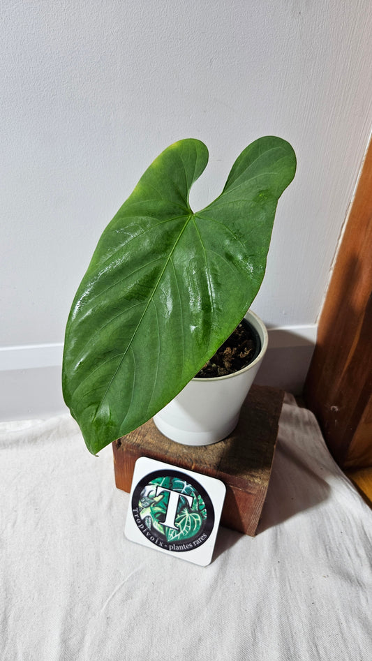 Anthurium Waterburyanum Aff El Salado "format LARGE" (ANT-478)