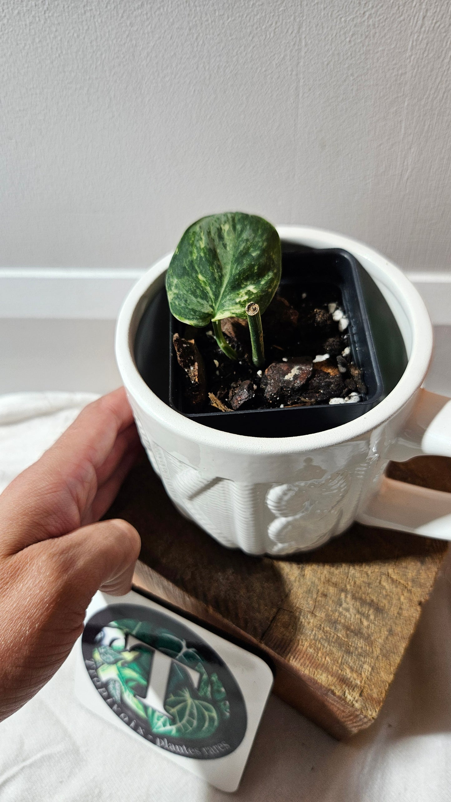 Scindapsus Silver Splash Tricolore (SCI-1155)