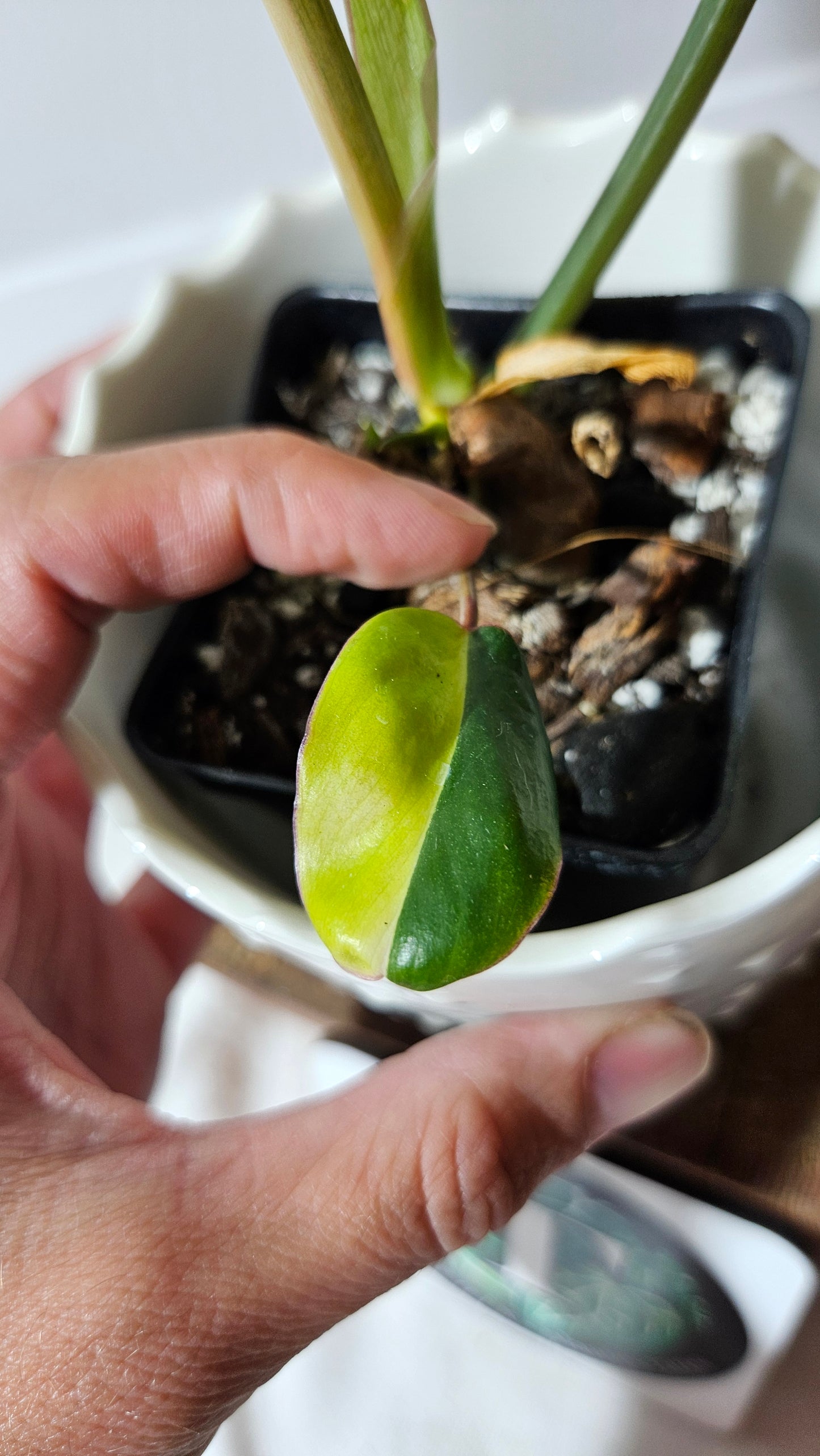 Philodendron Burlemarx Variegata (PHI-573)