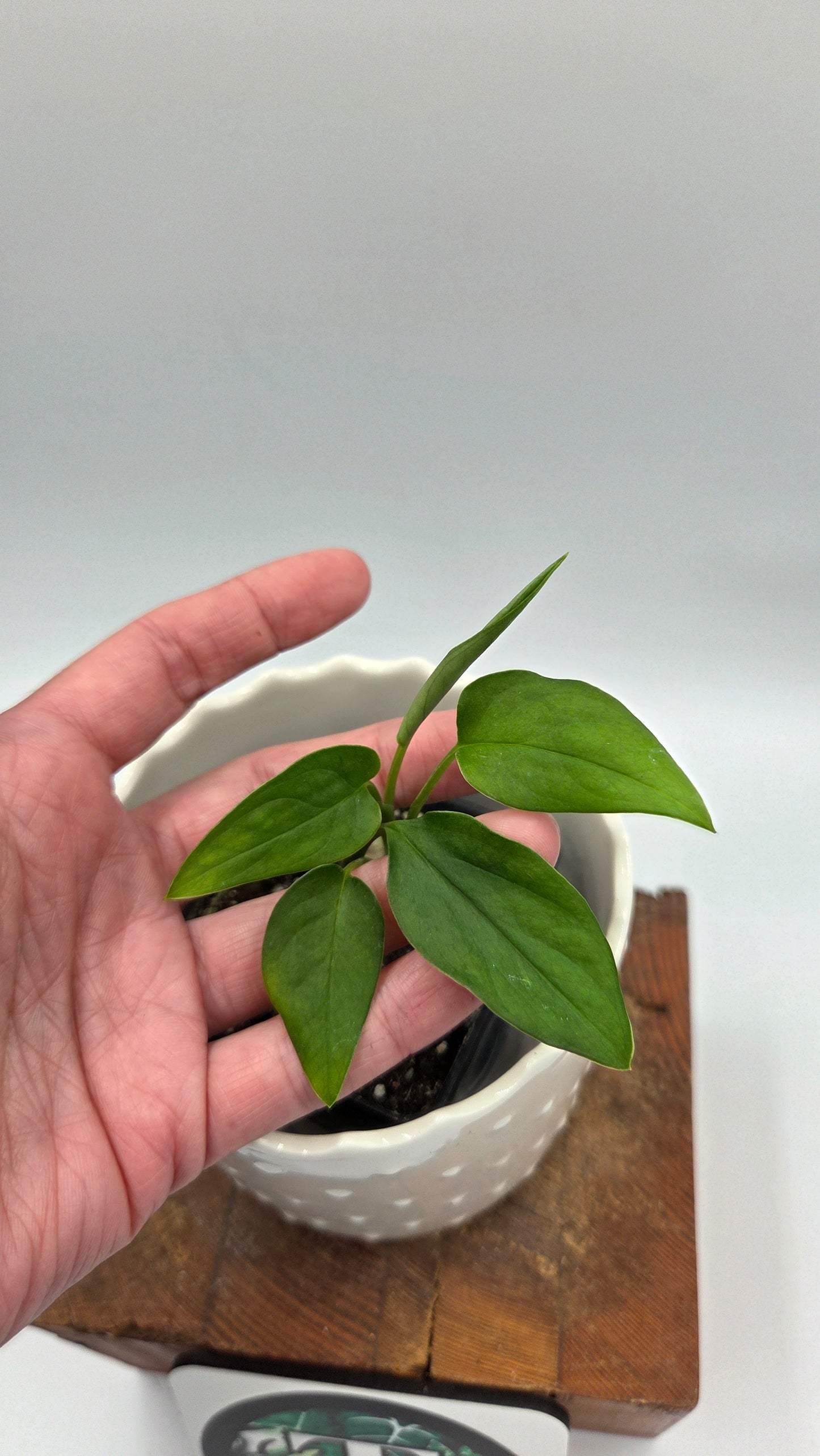 Monstera Obliqua Aff Tena (MON-556)