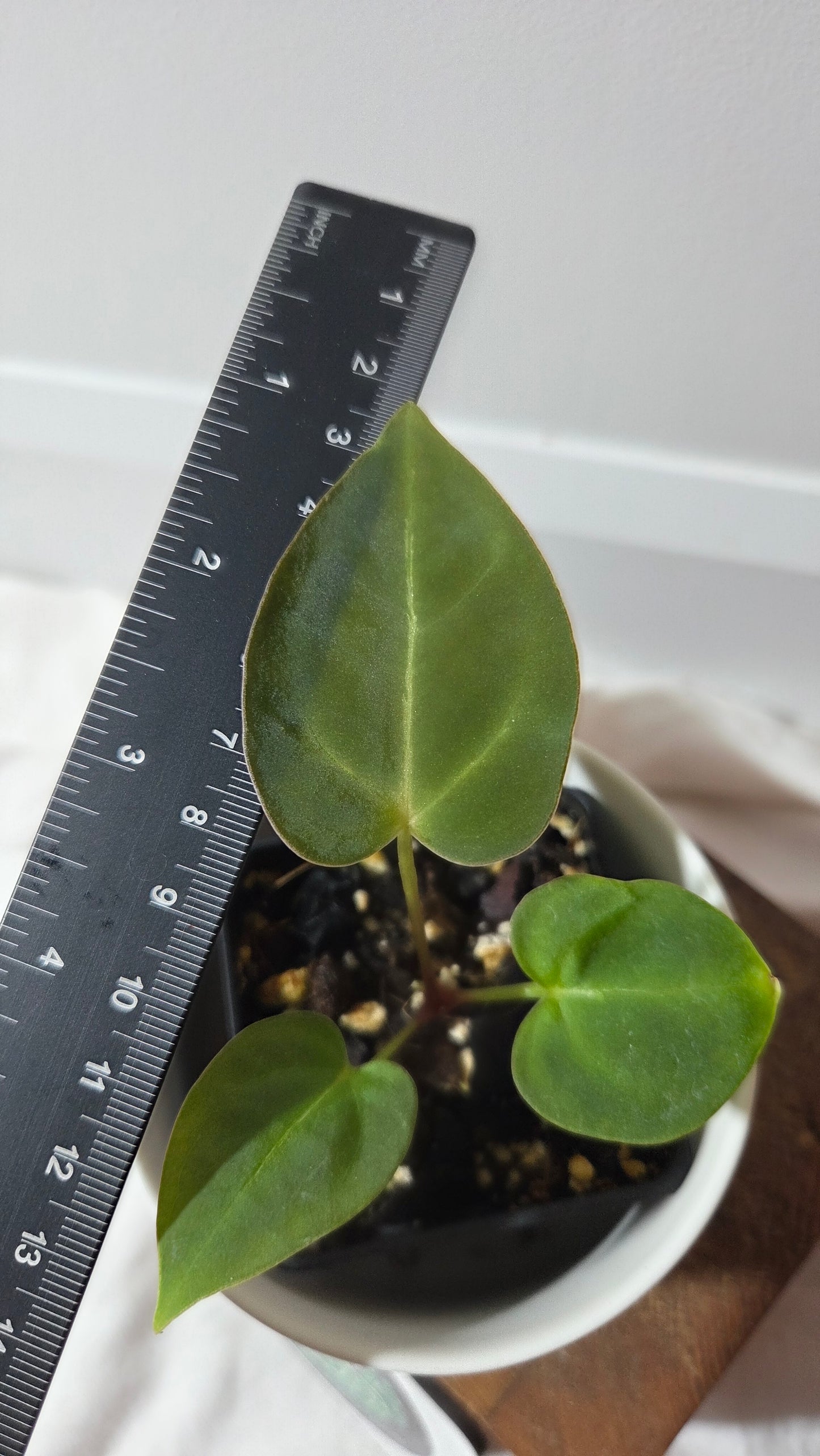 (Anthurium Hoffmanii "format PETIT" (ANT-654)