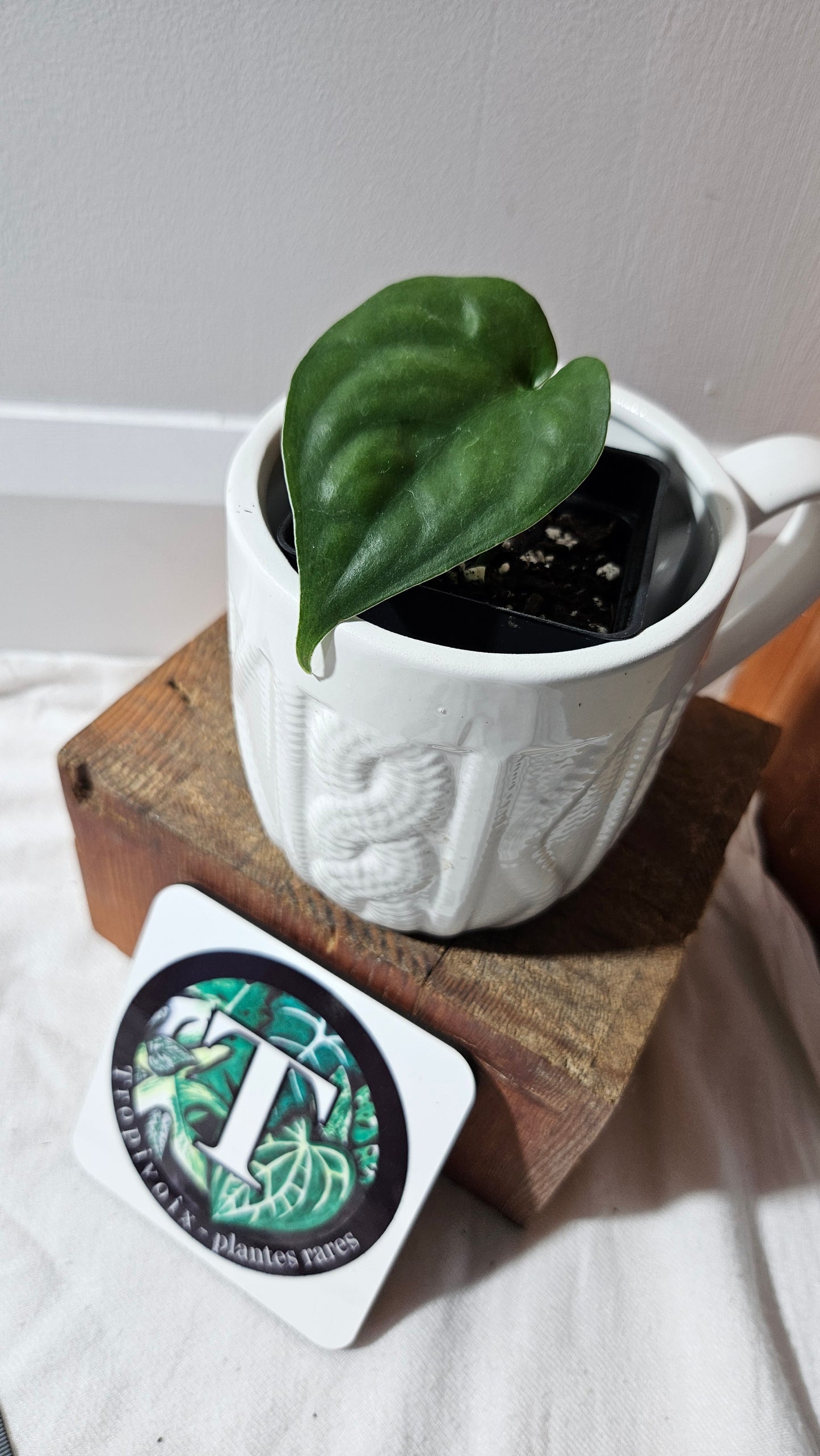 Scindapsus Lucens (SCI-1178)