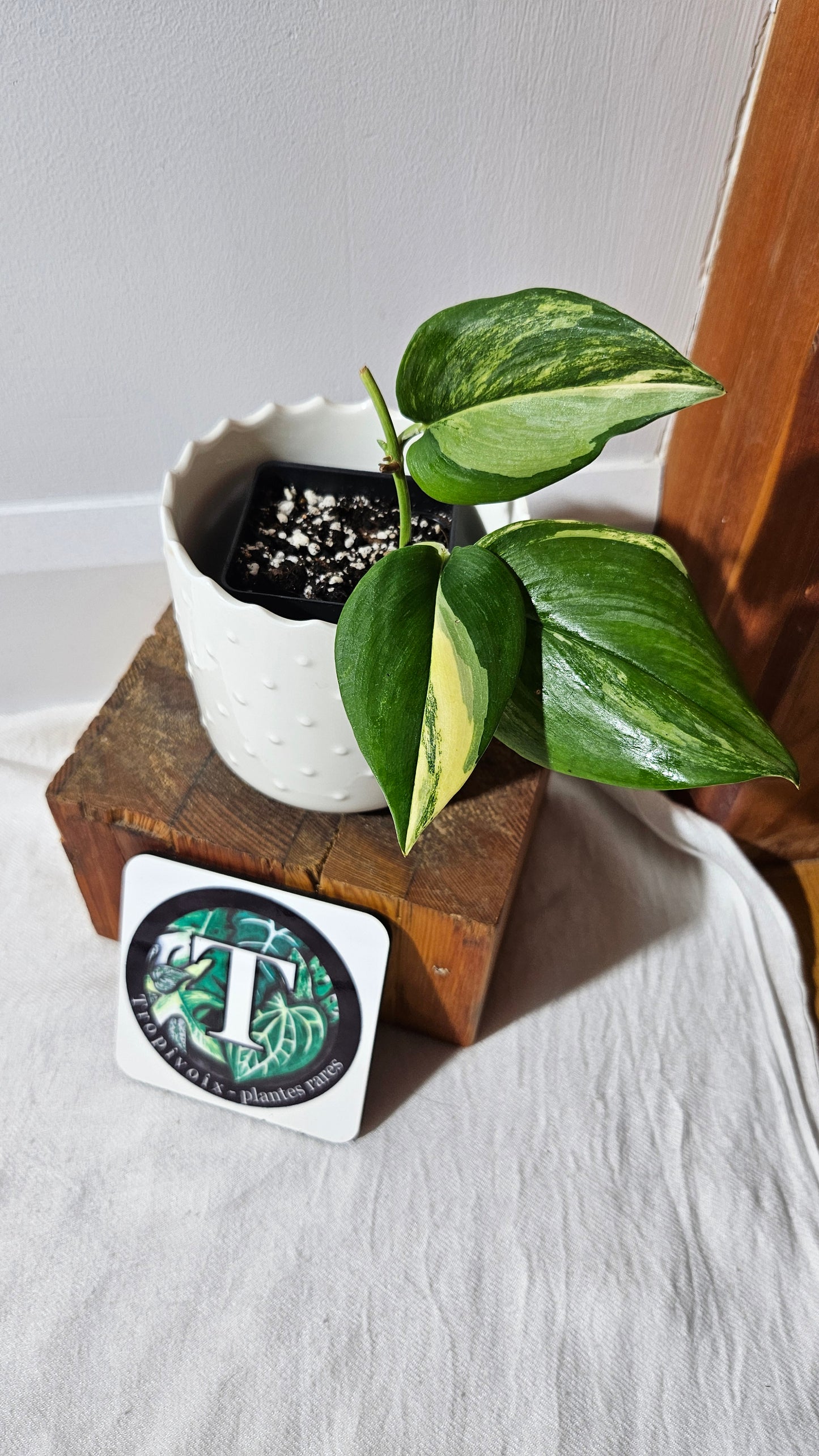 Scindapsus Rubicon (SCI-989)