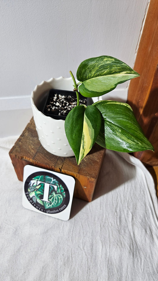 Scindapsus Rubicon (SCI-989)